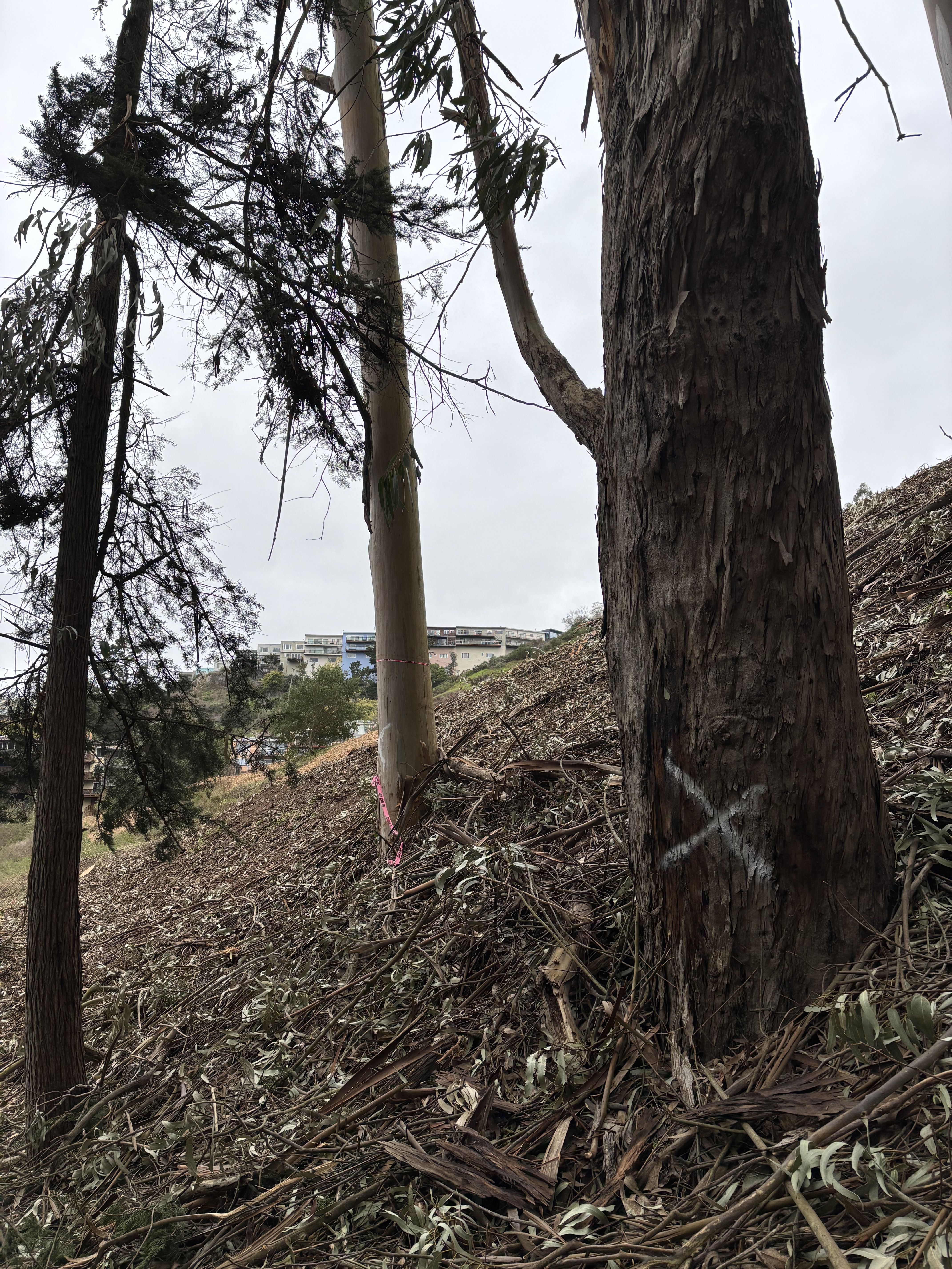 1325 Bosworth St tree