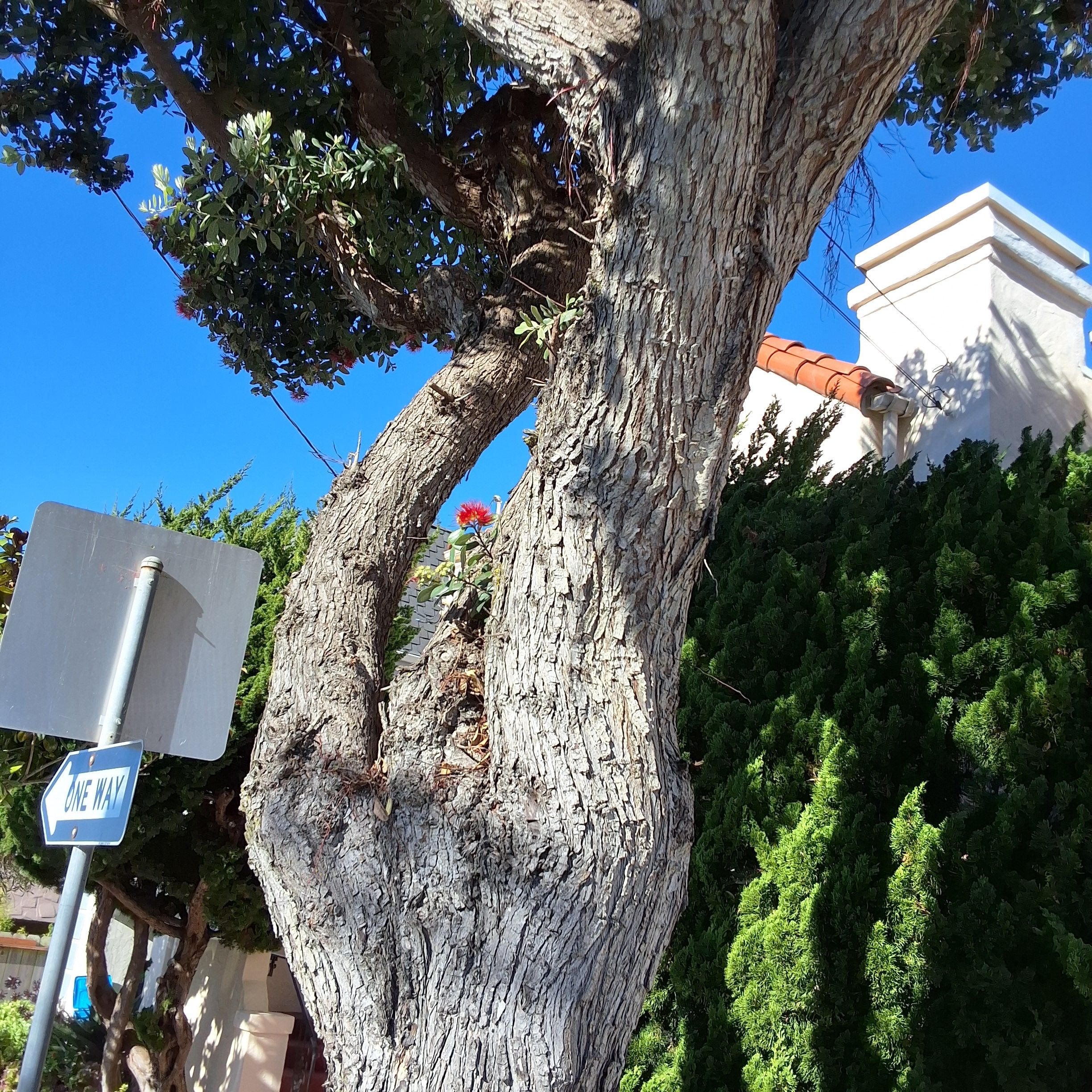 172 Escolta Way tree