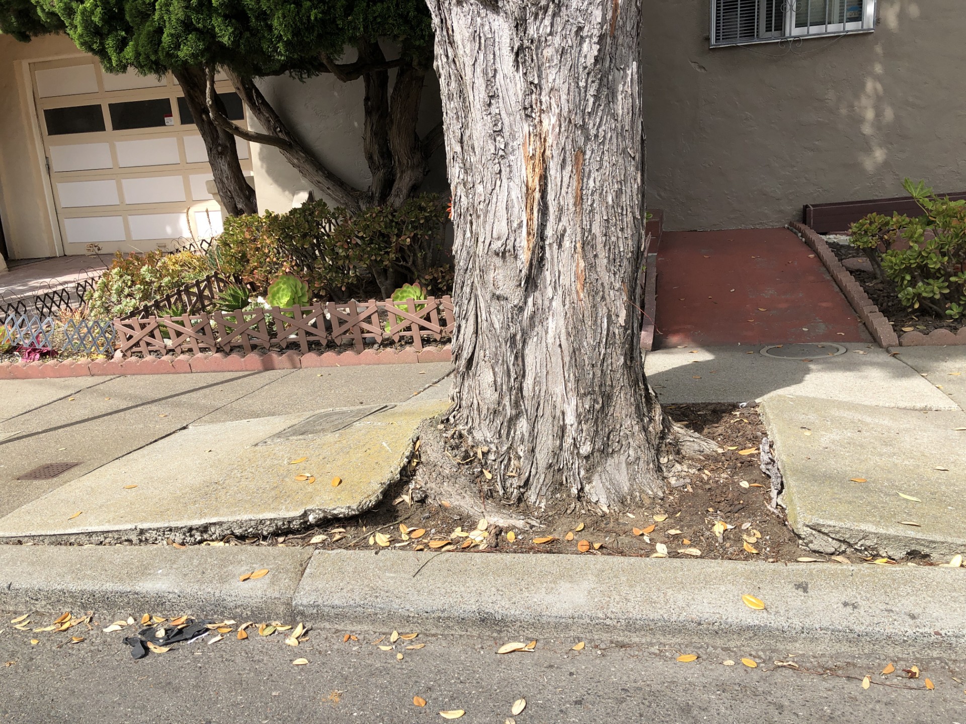 172 Escolta Way tree