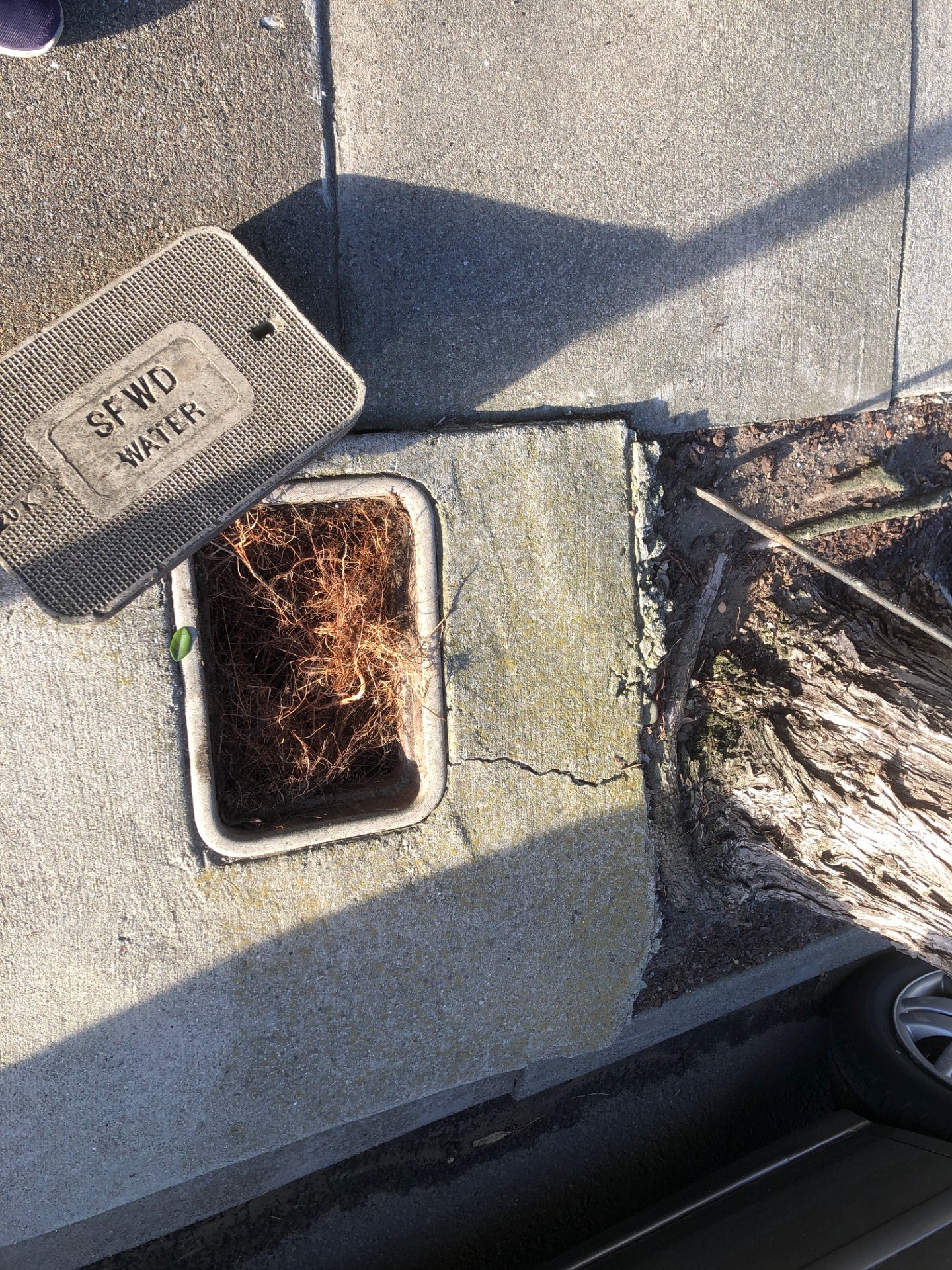 172 Escolta Way tree