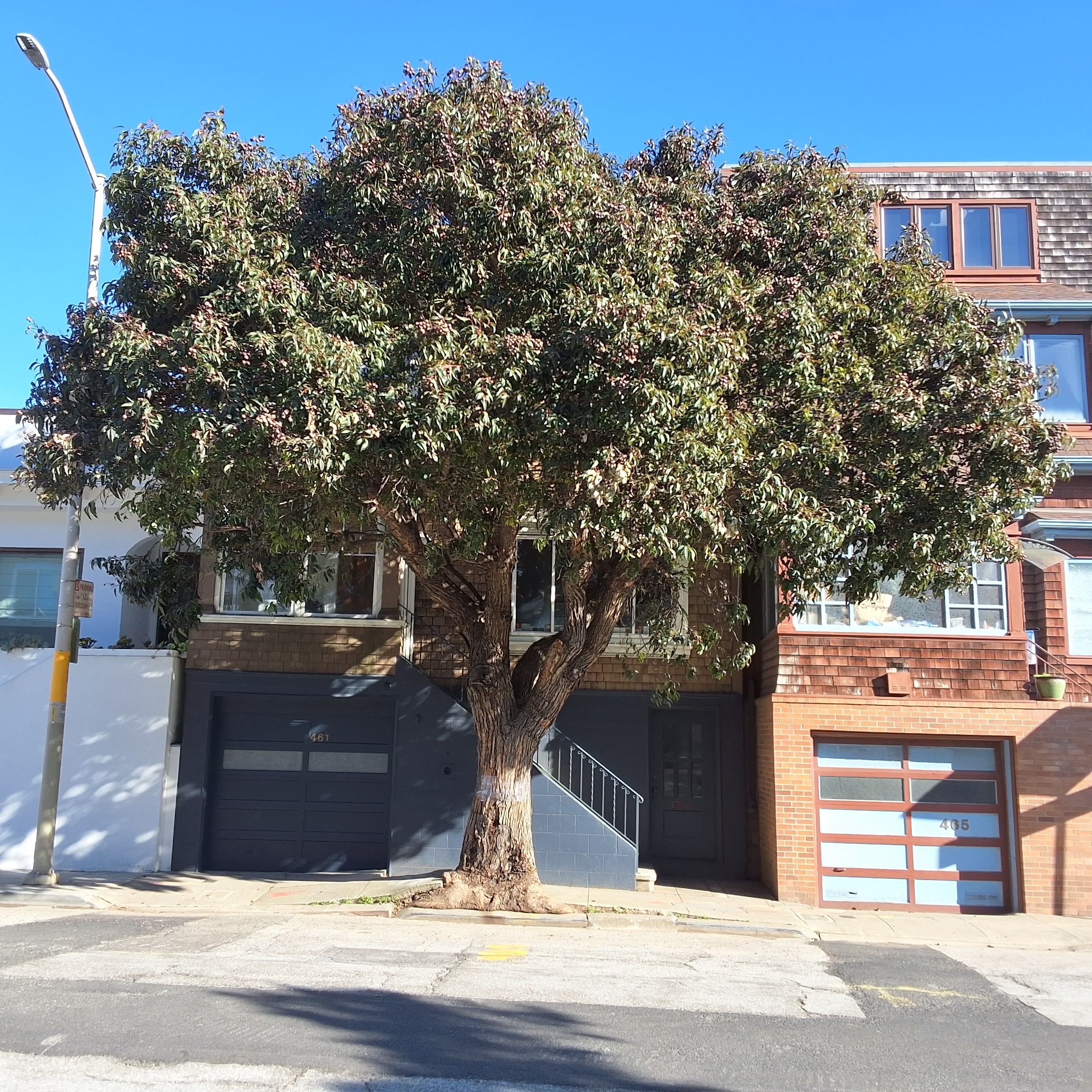 461 Roosevelt Way tree