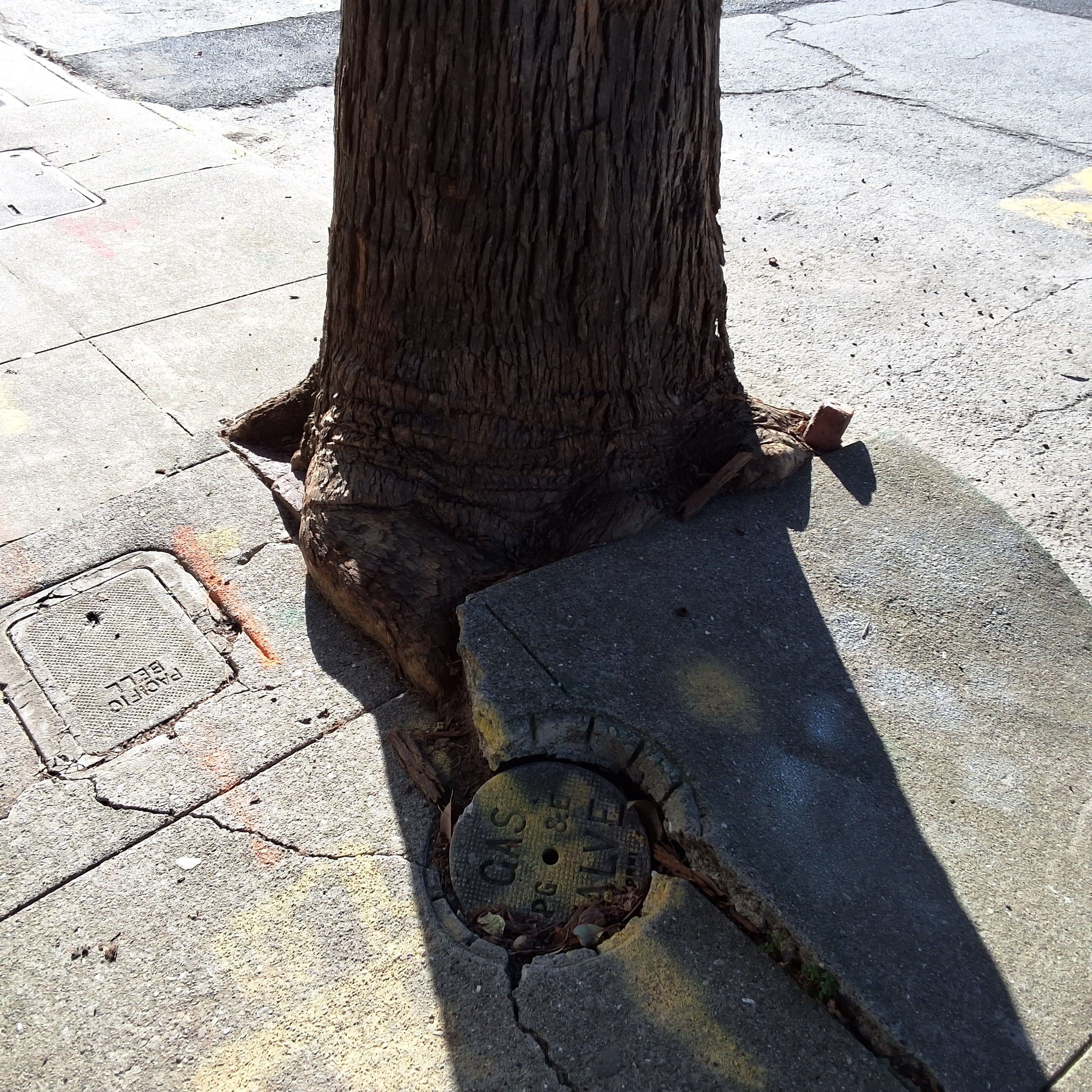 461 Roosevelt Way tree