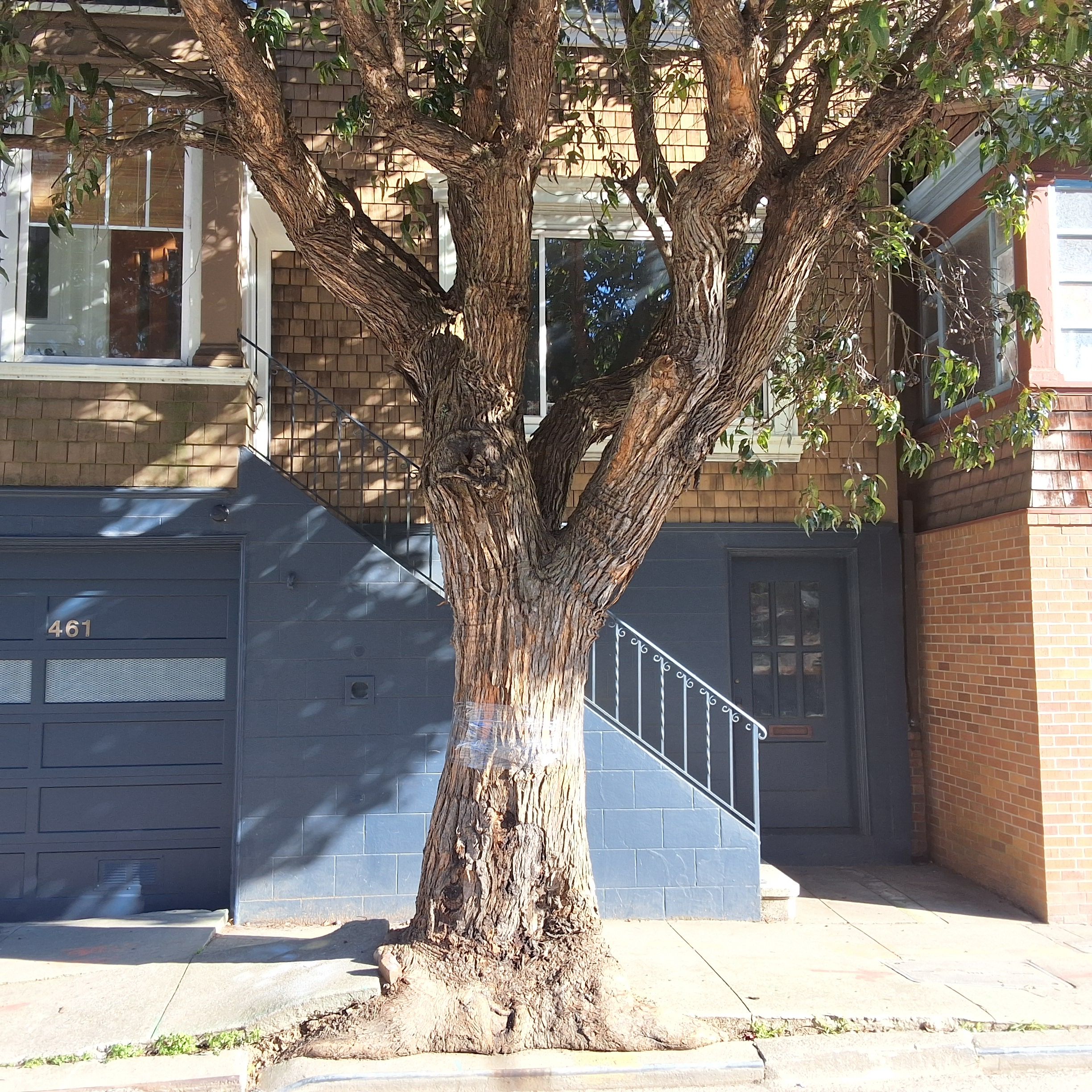 461 Roosevelt Way tree