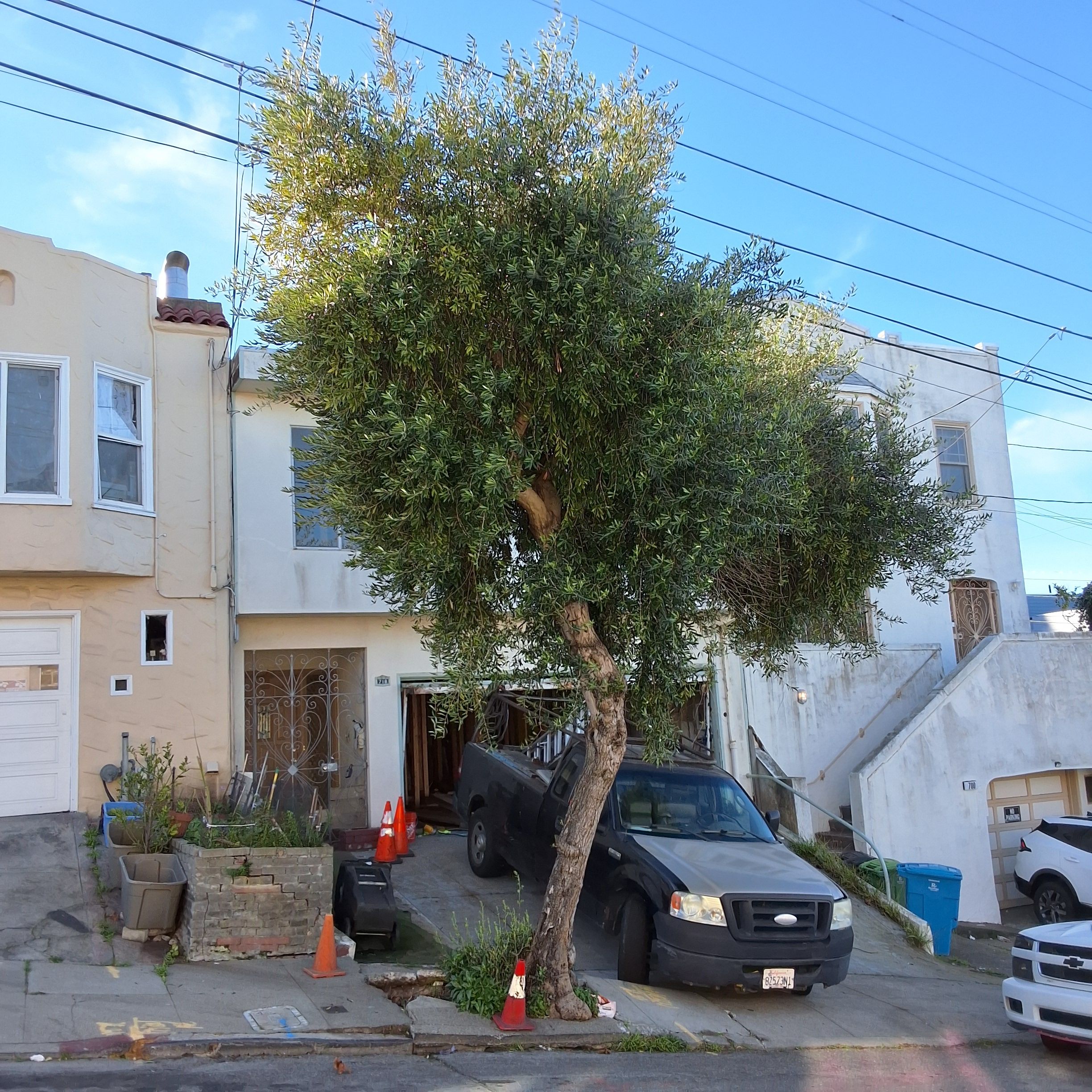 718 Brussels St tree