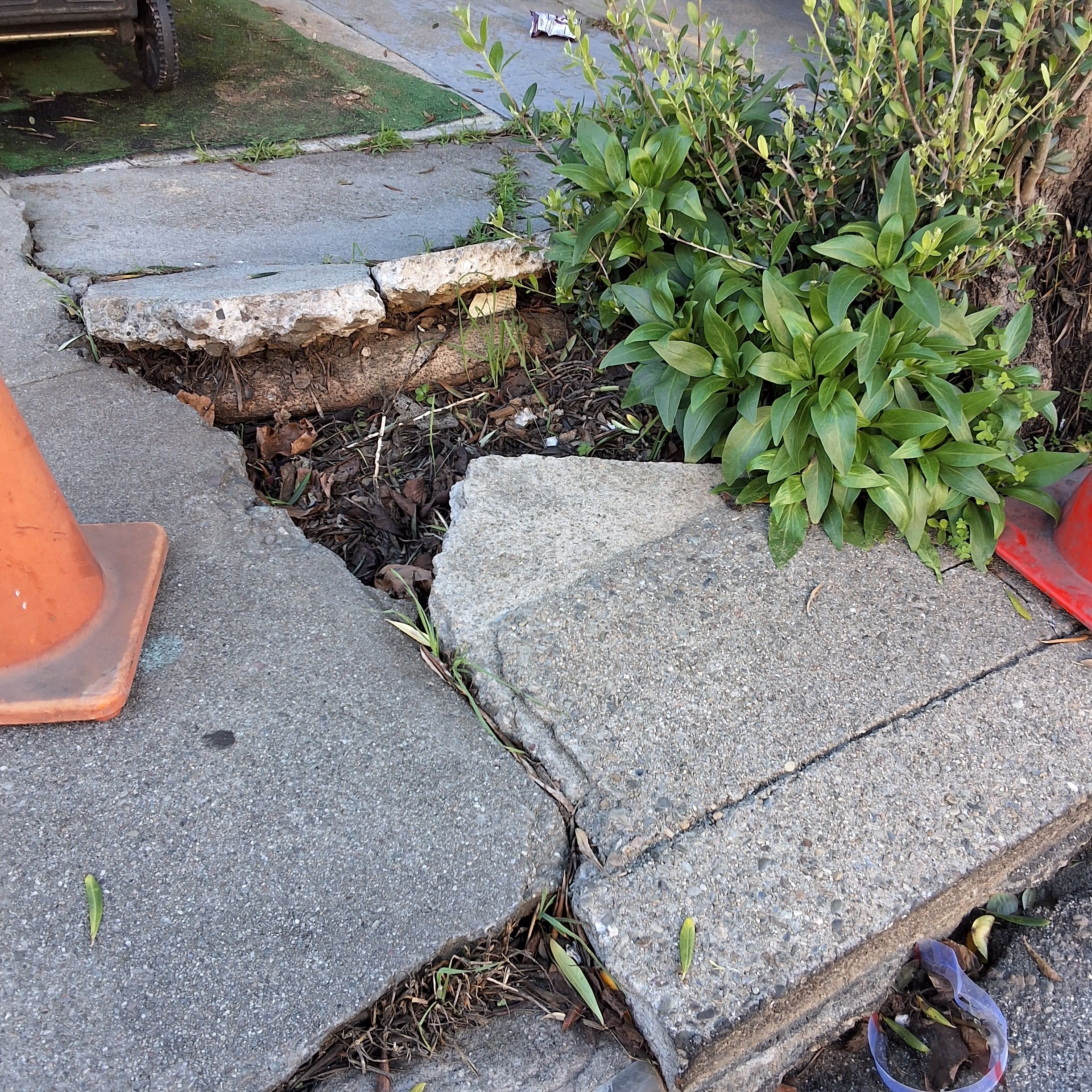 718 Brussels St tree