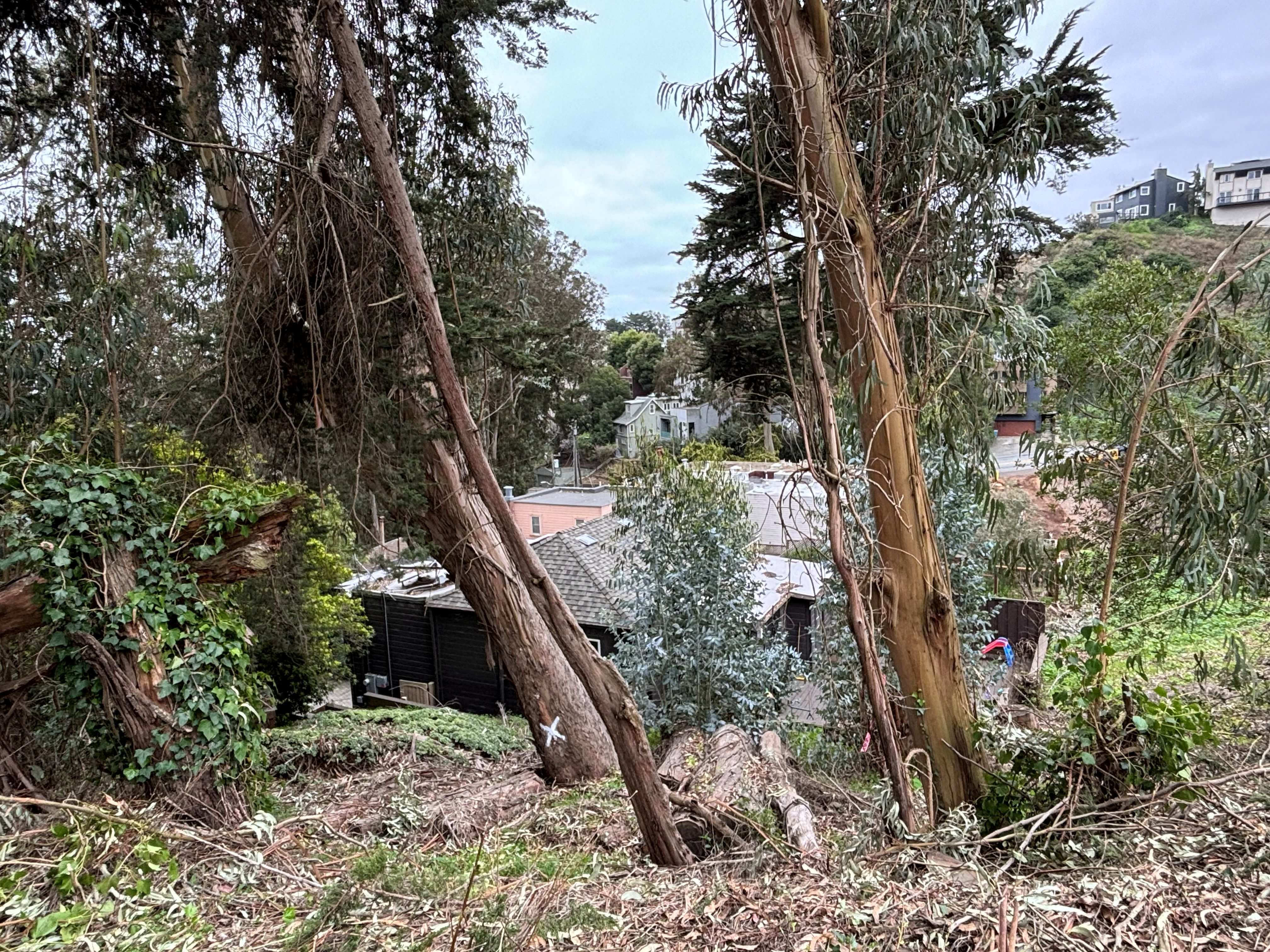 1325 Bosworth St tree