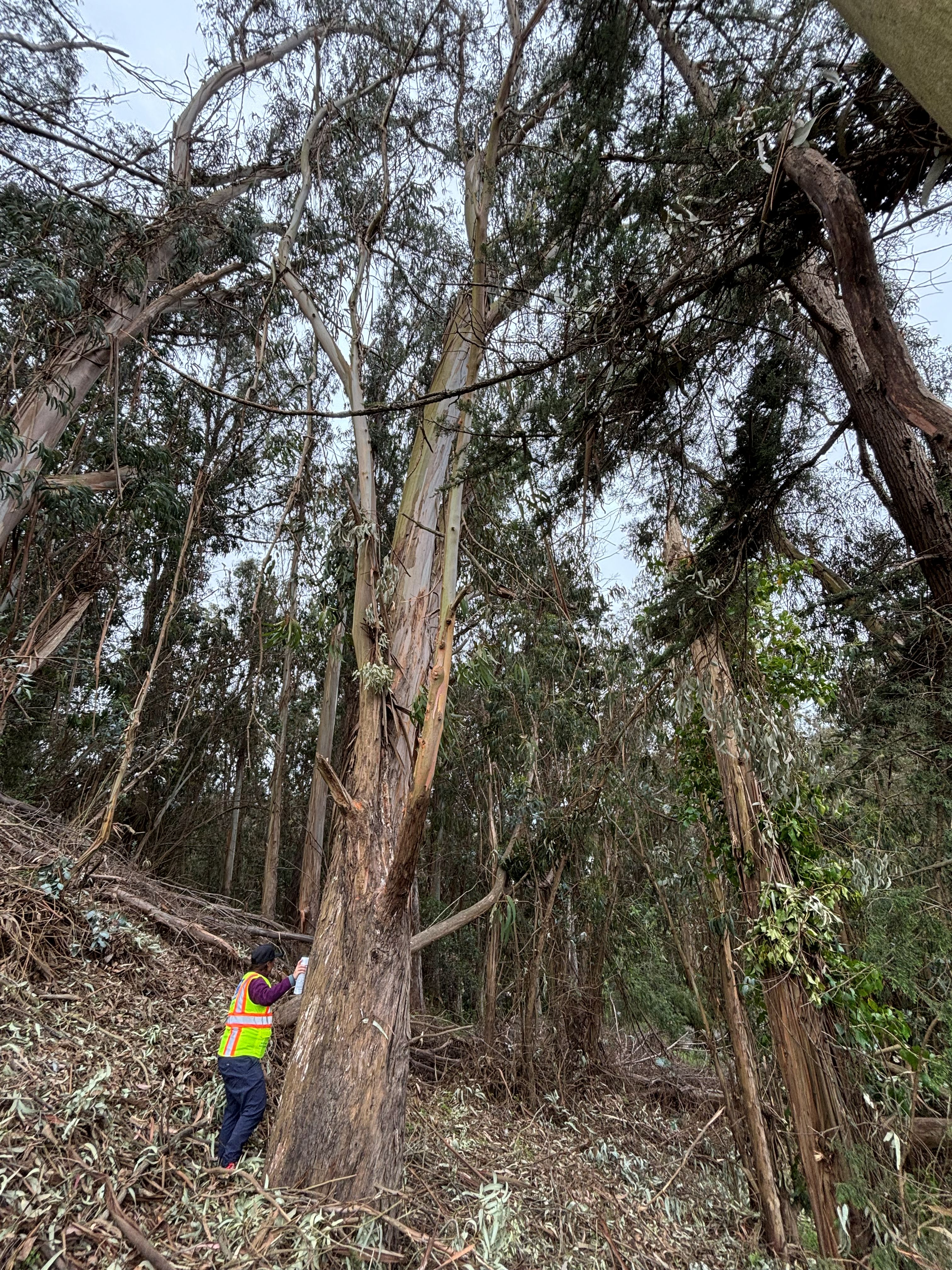 1325 Bosworth St tree