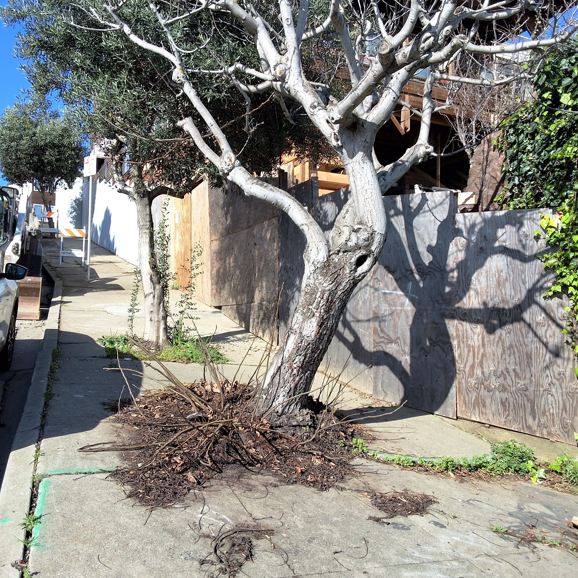 1150 20th St / 491 Pennsylvania Street tree one