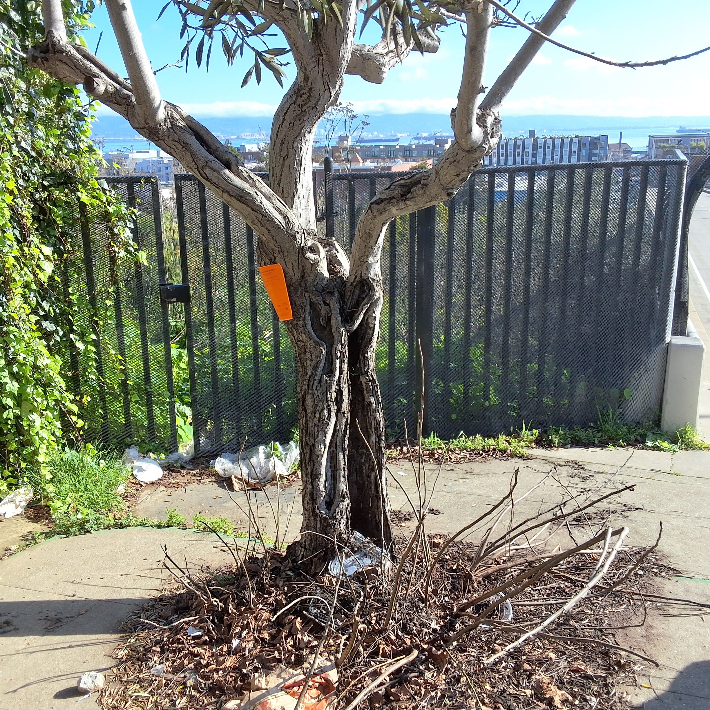 1150 20th St / 491 Pennsylvania Street tree one