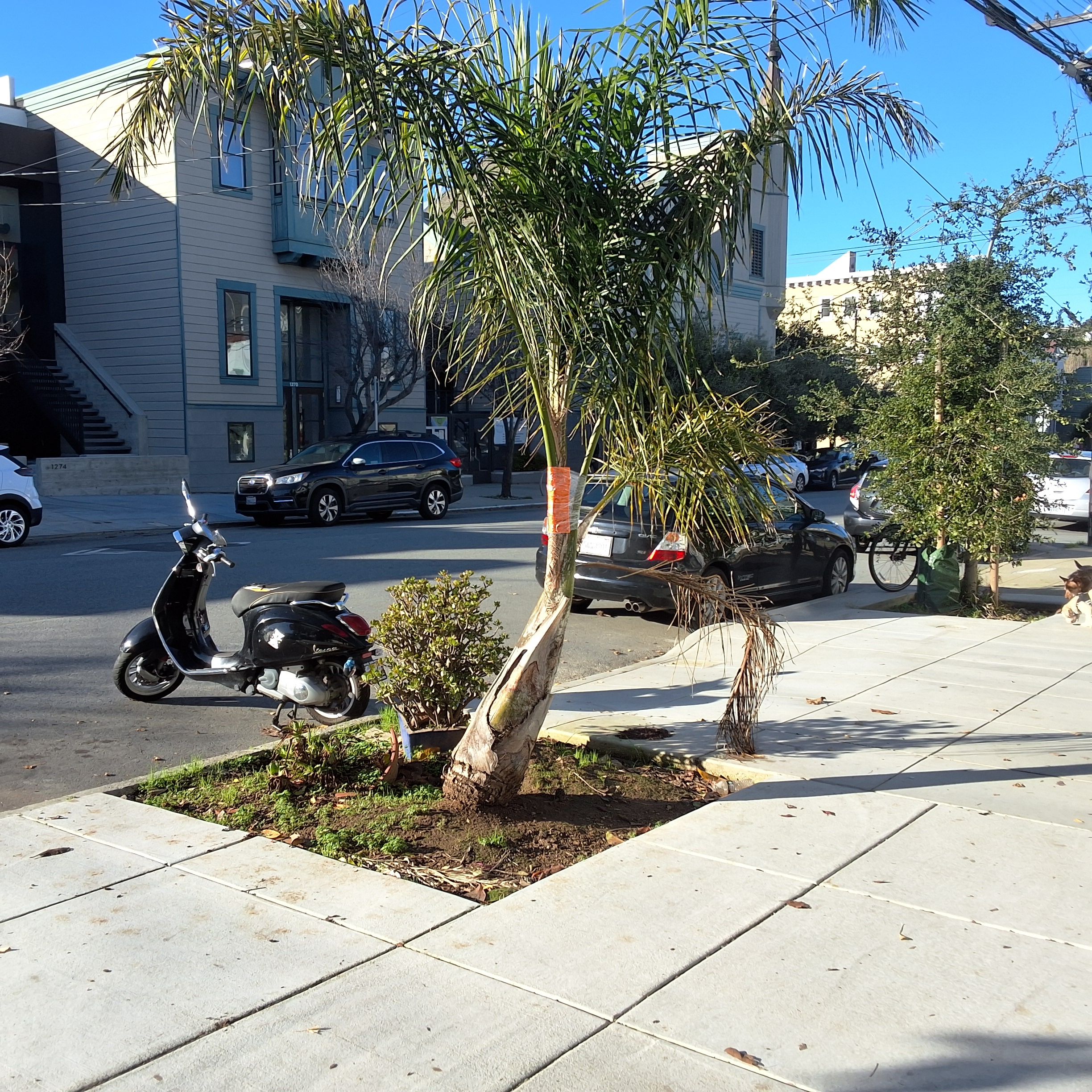 1285 Sanchez Street tree