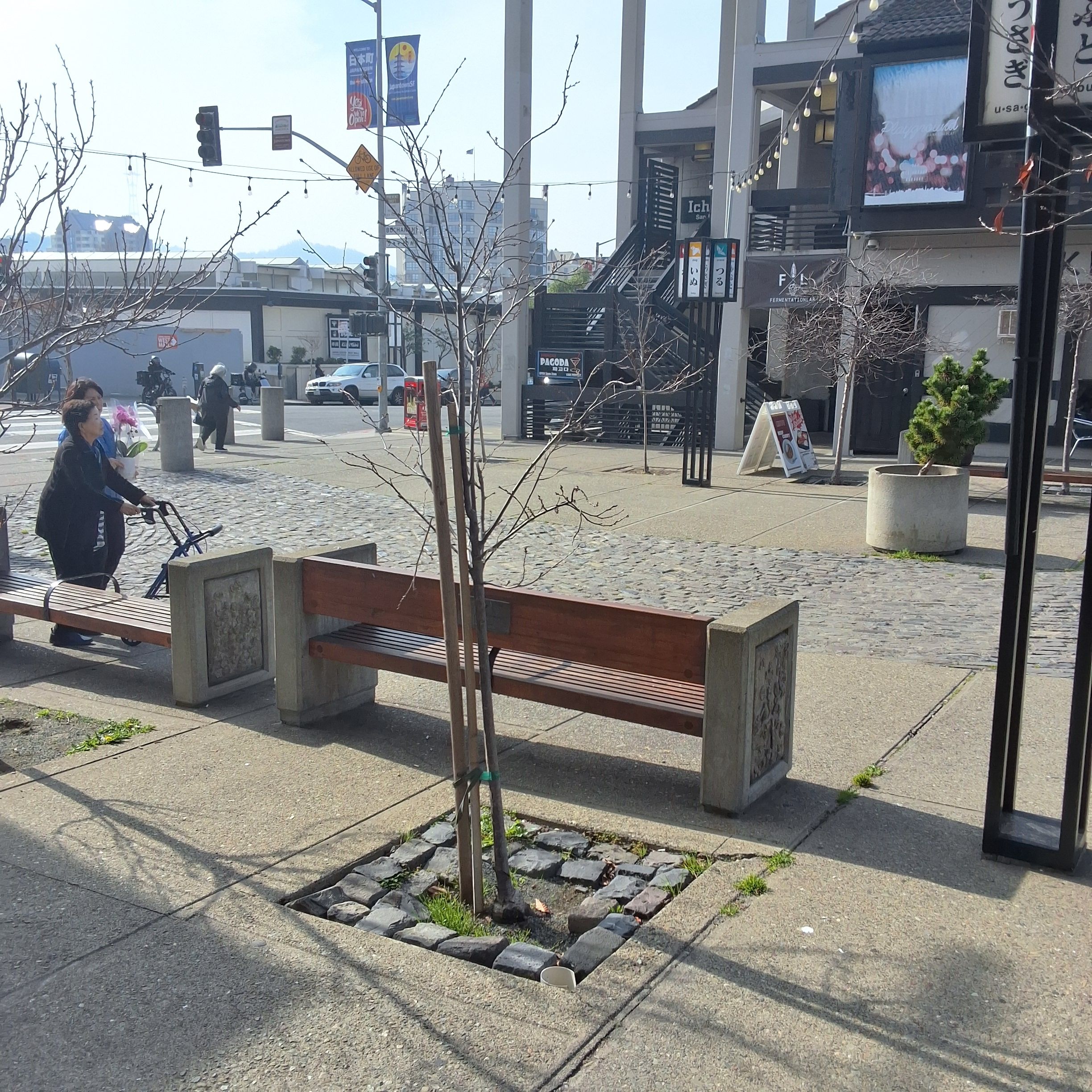 1700 Buchanan Street tree