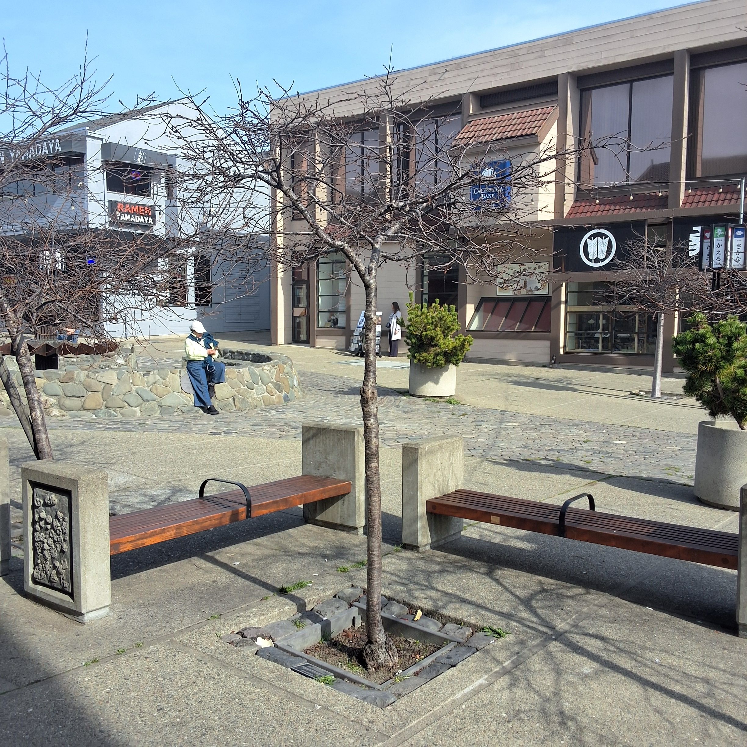 1705 Buchanan Street tree