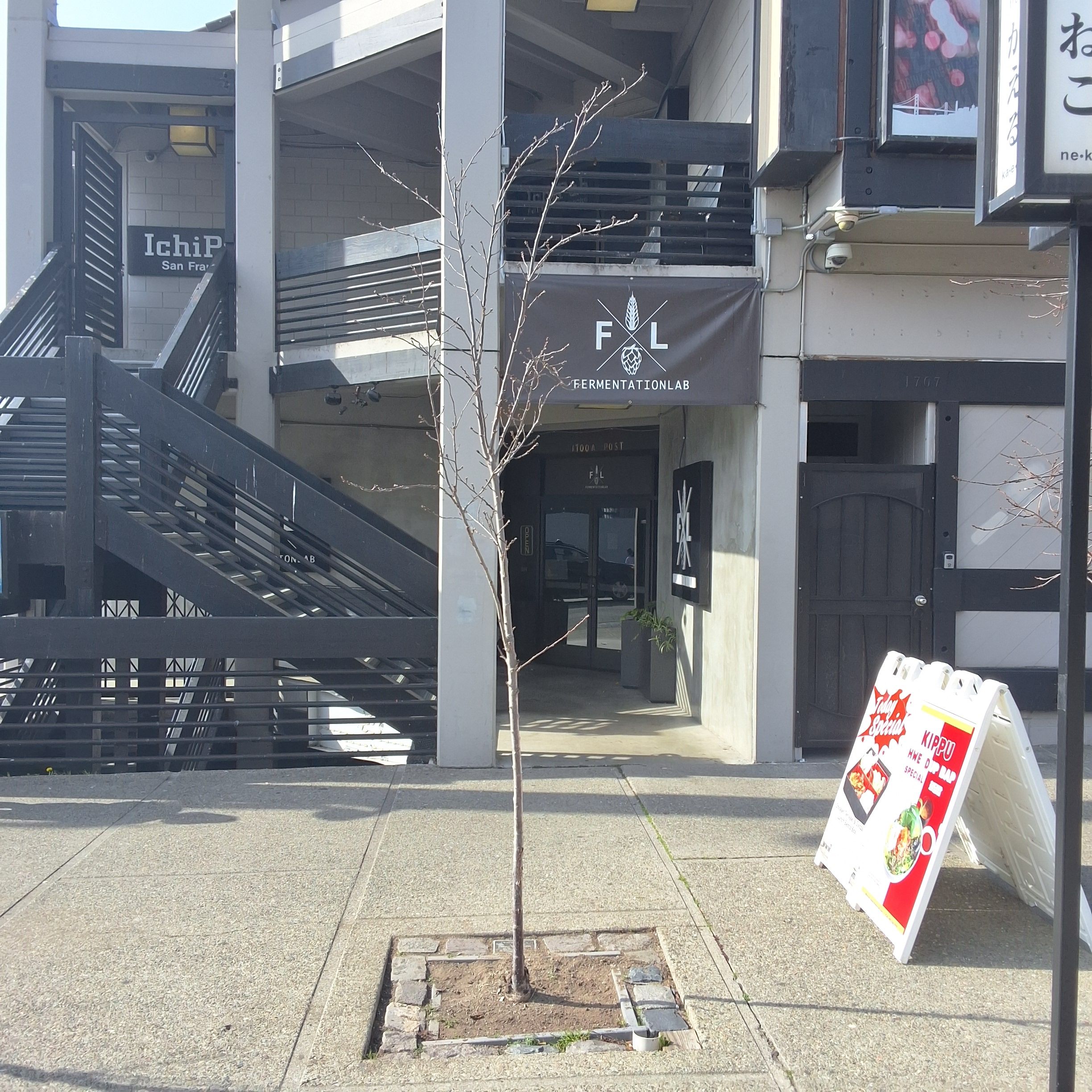 1705 Buchanan Street tree