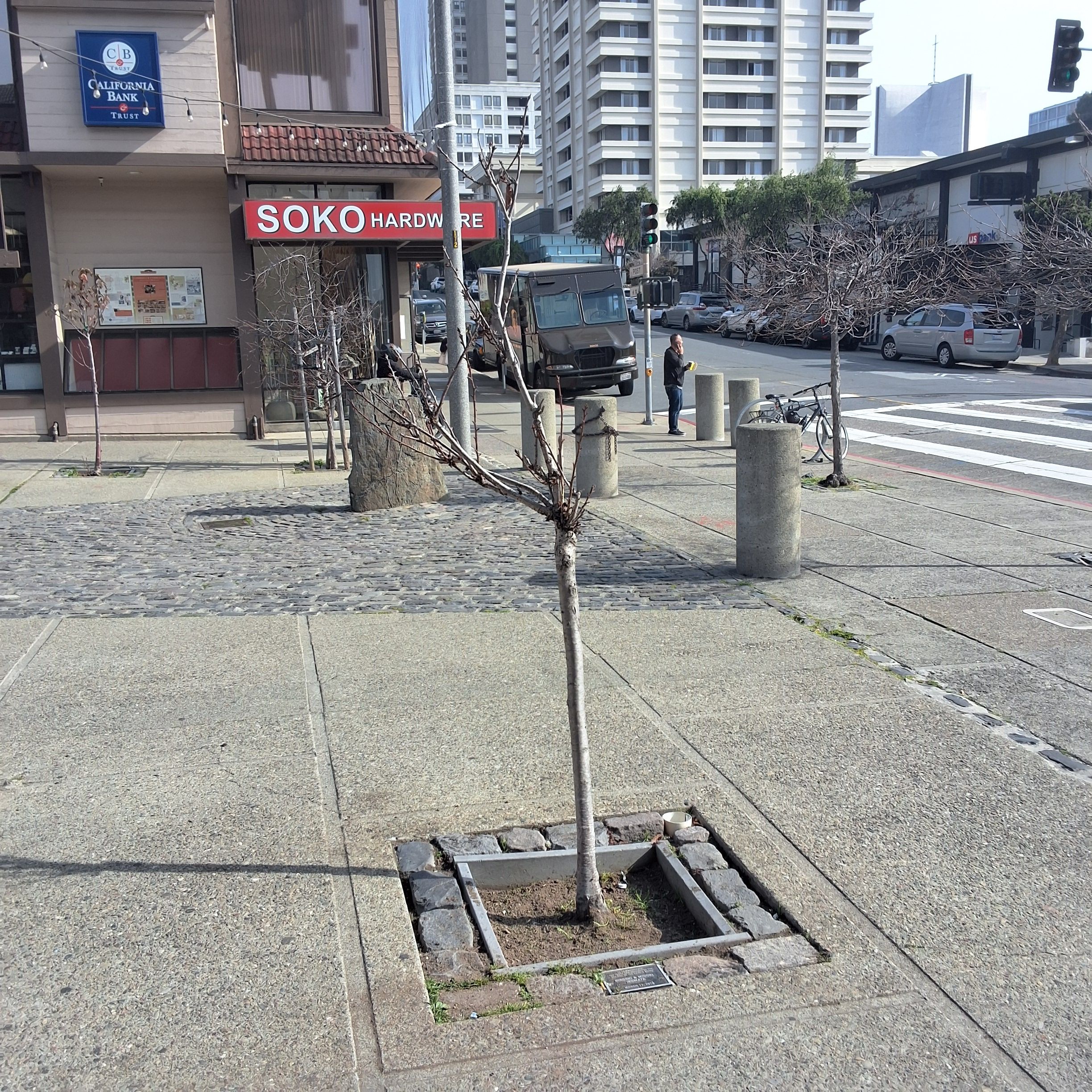 1705 Buchanan Street tree