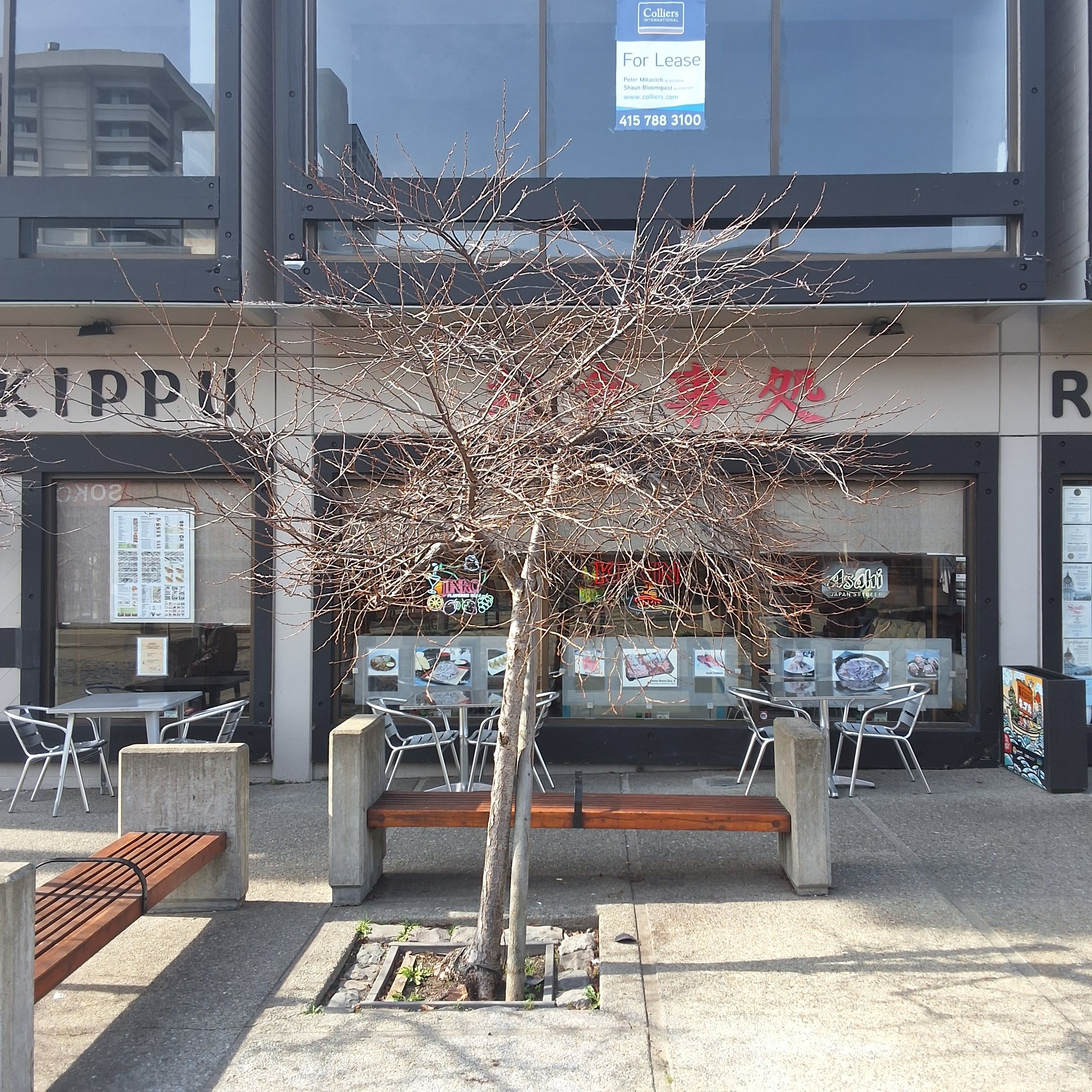 1705 Buchanan Street tree