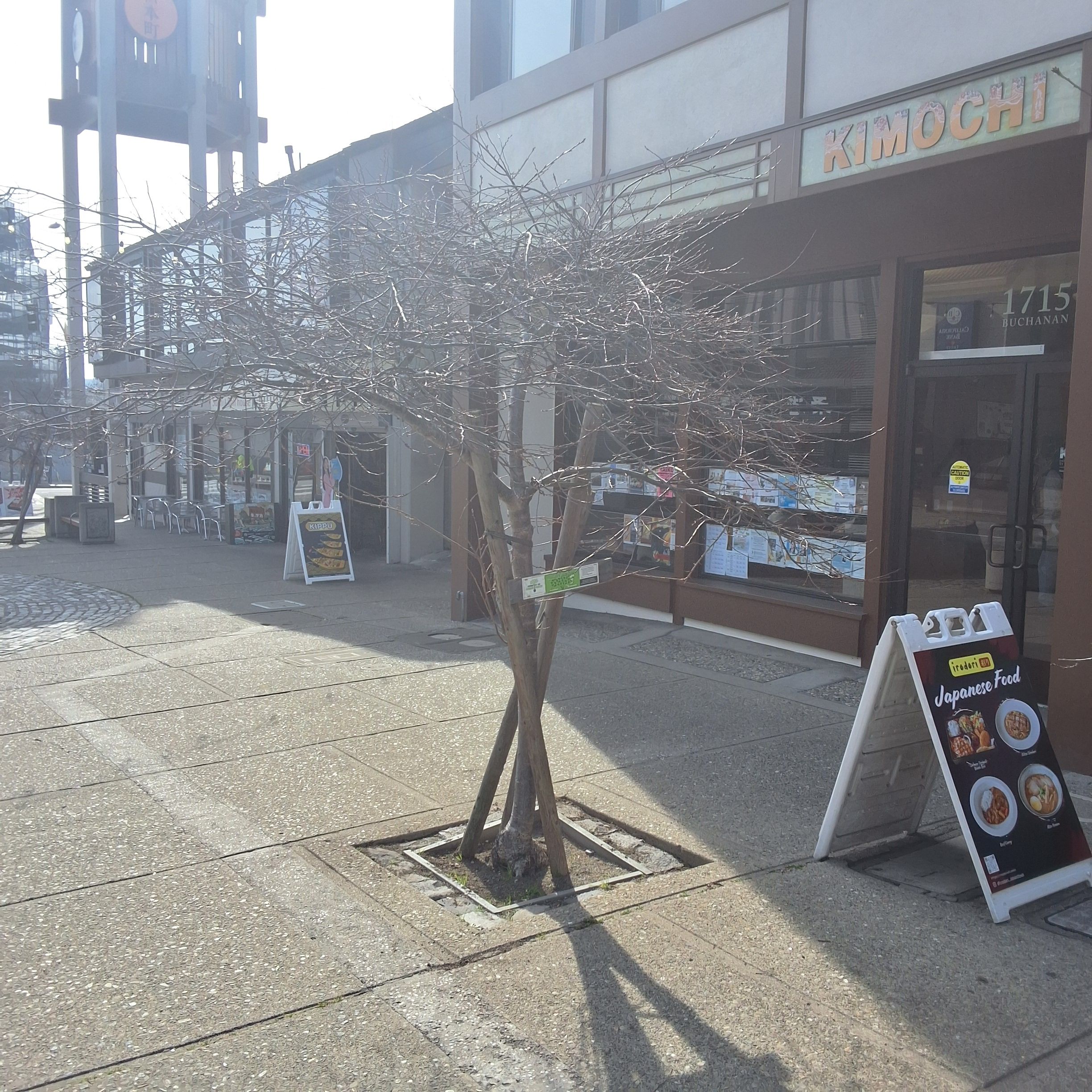 1715 Buchanan Street tree