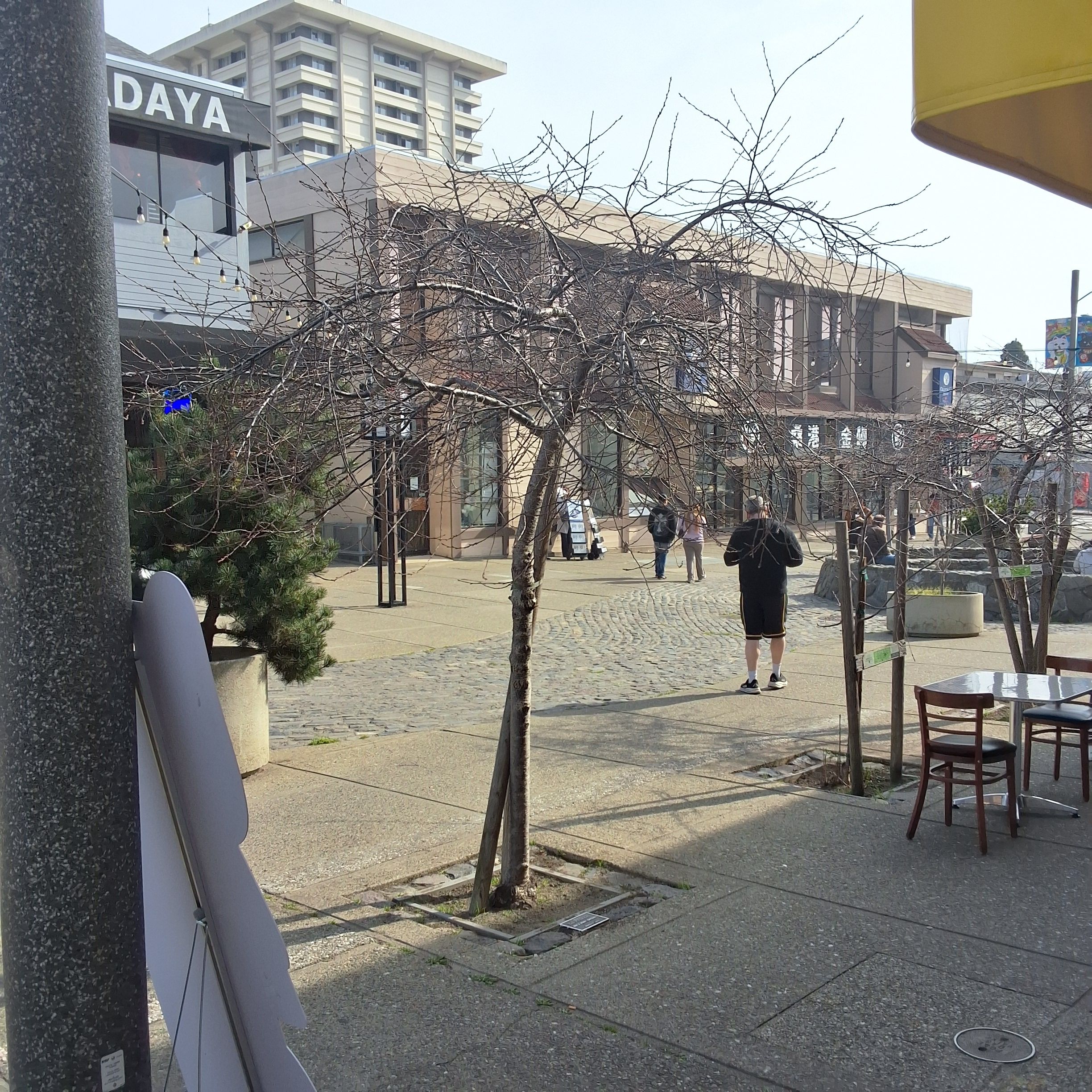 1723 Buchanan Street tree