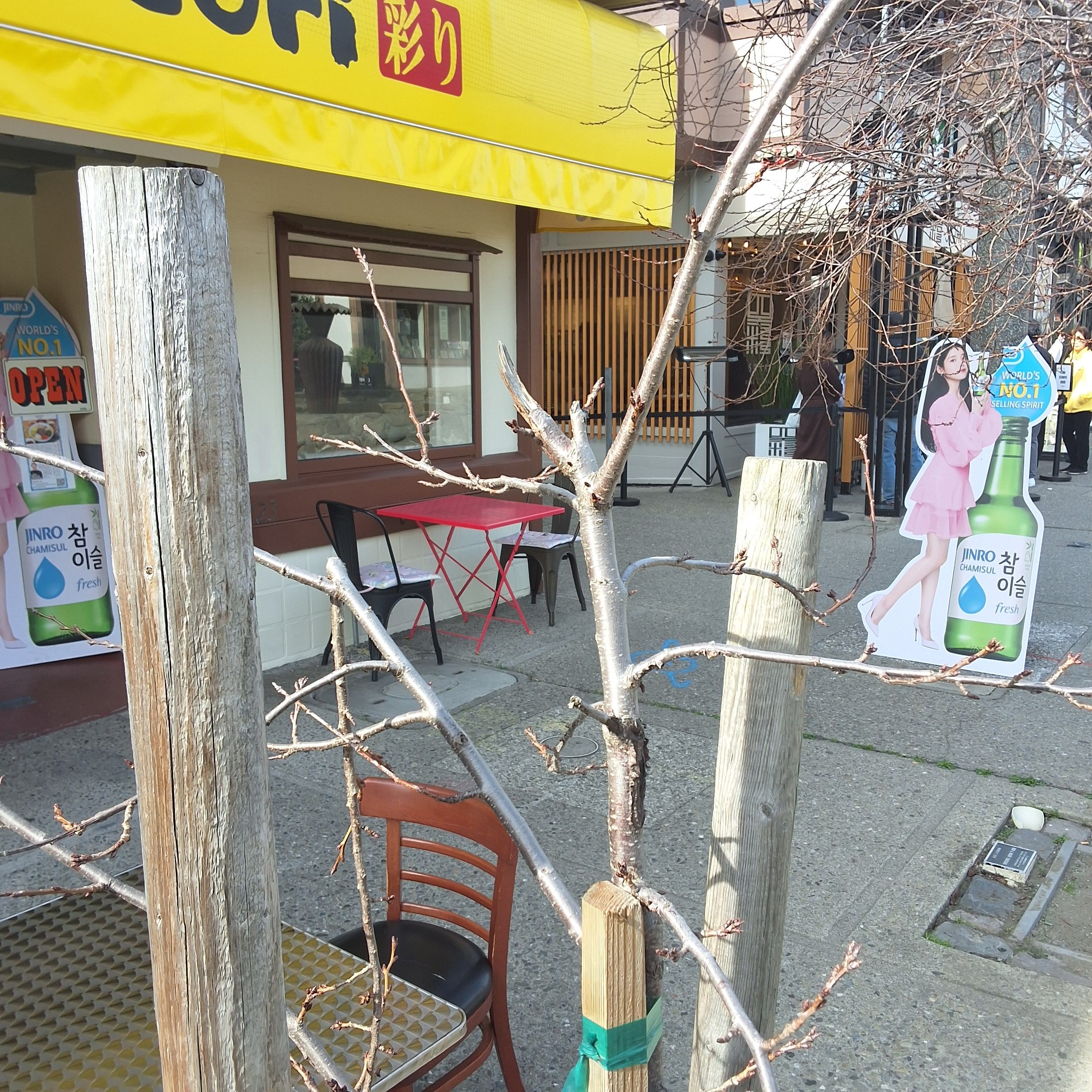 1723 Buchanan Street tree