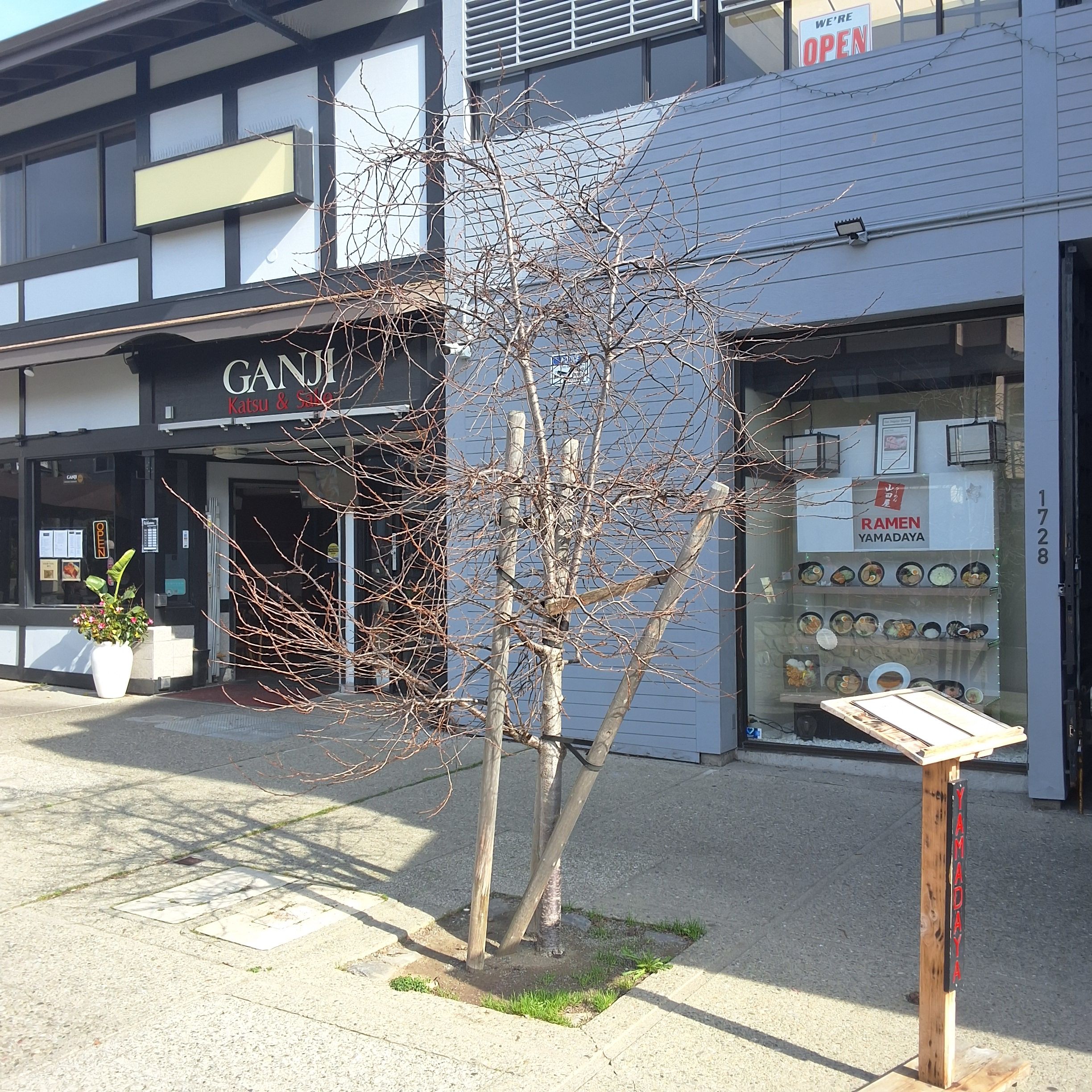 1728 Buchanan Street tree