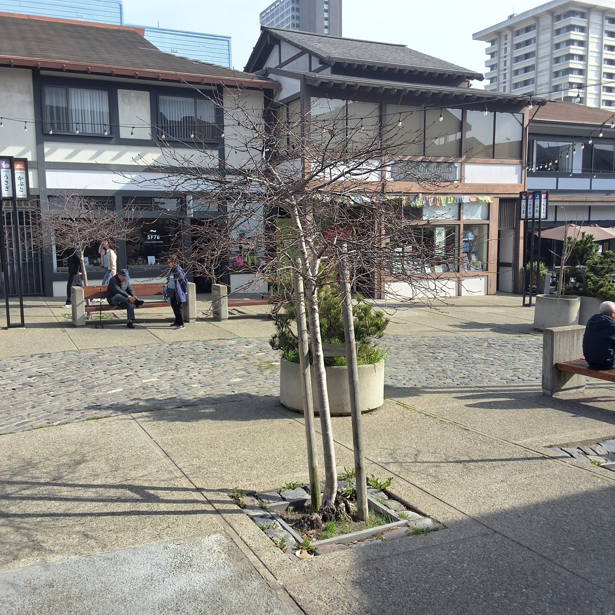 1741 Buchanan Street tree