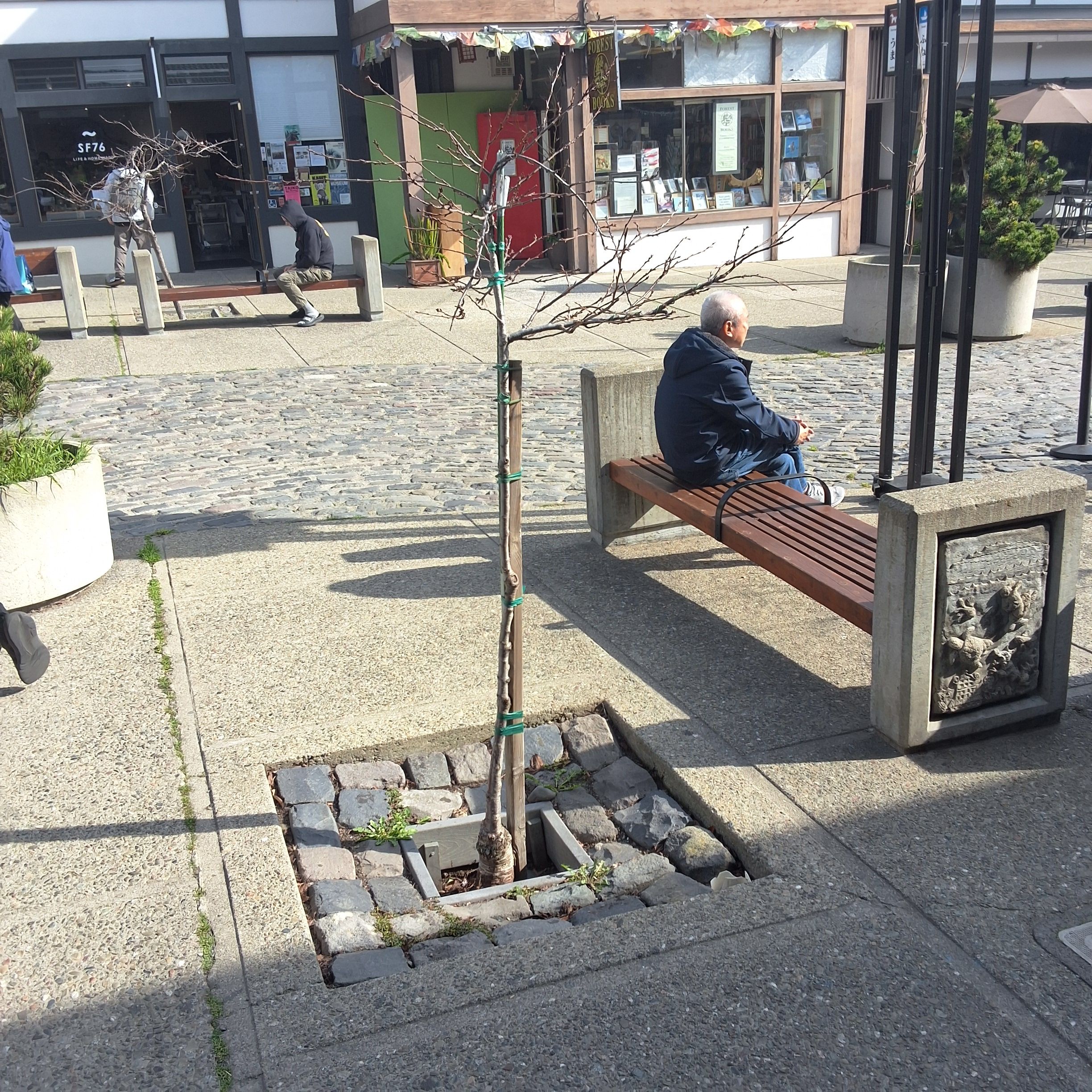 1741 Buchanan Street tree