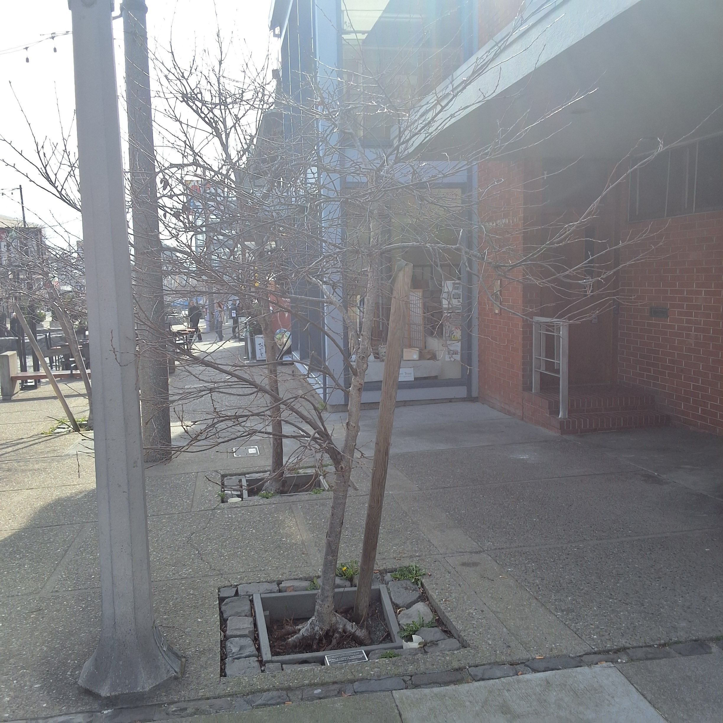 1745 Buchanan Street tree