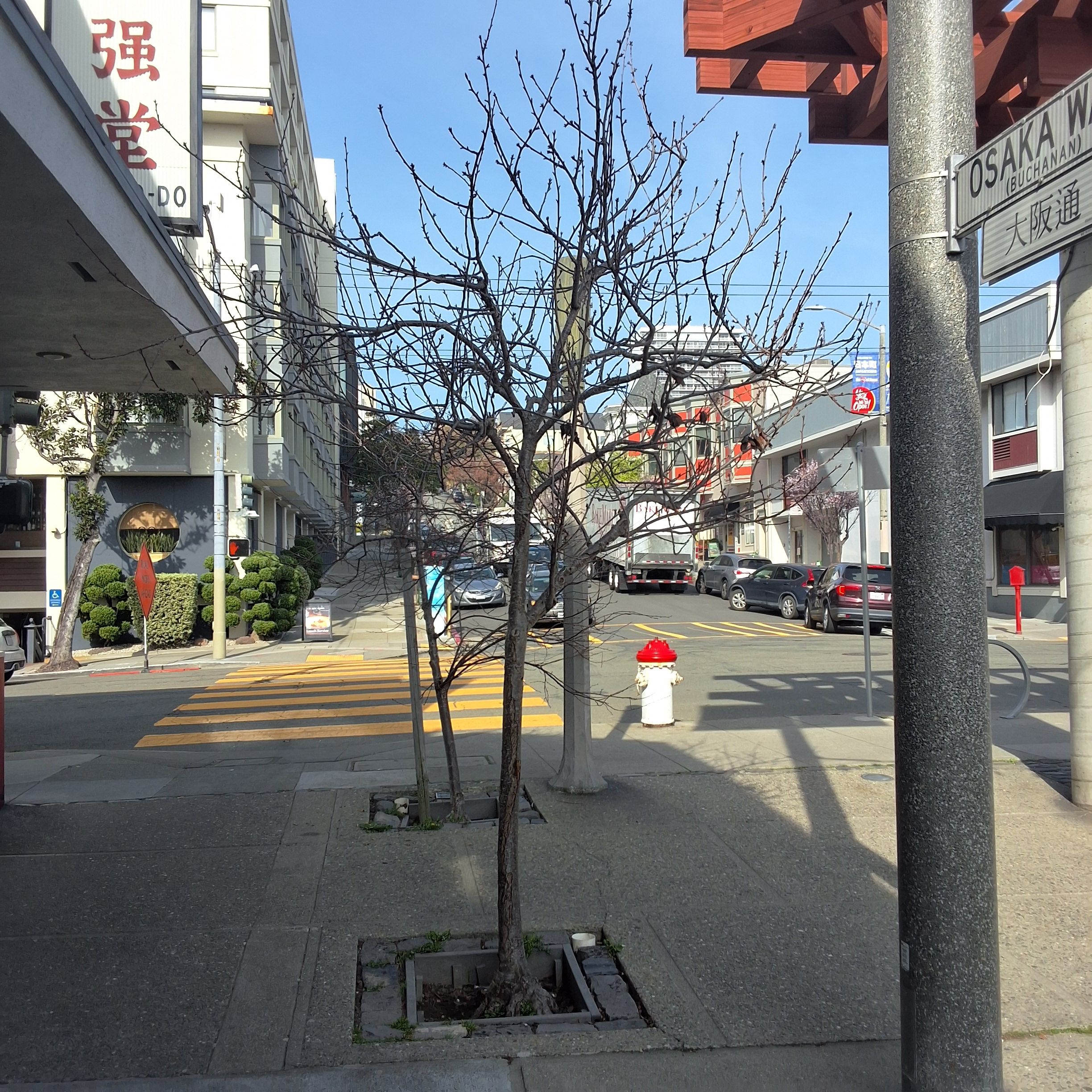 1745 Buchanan Street tree