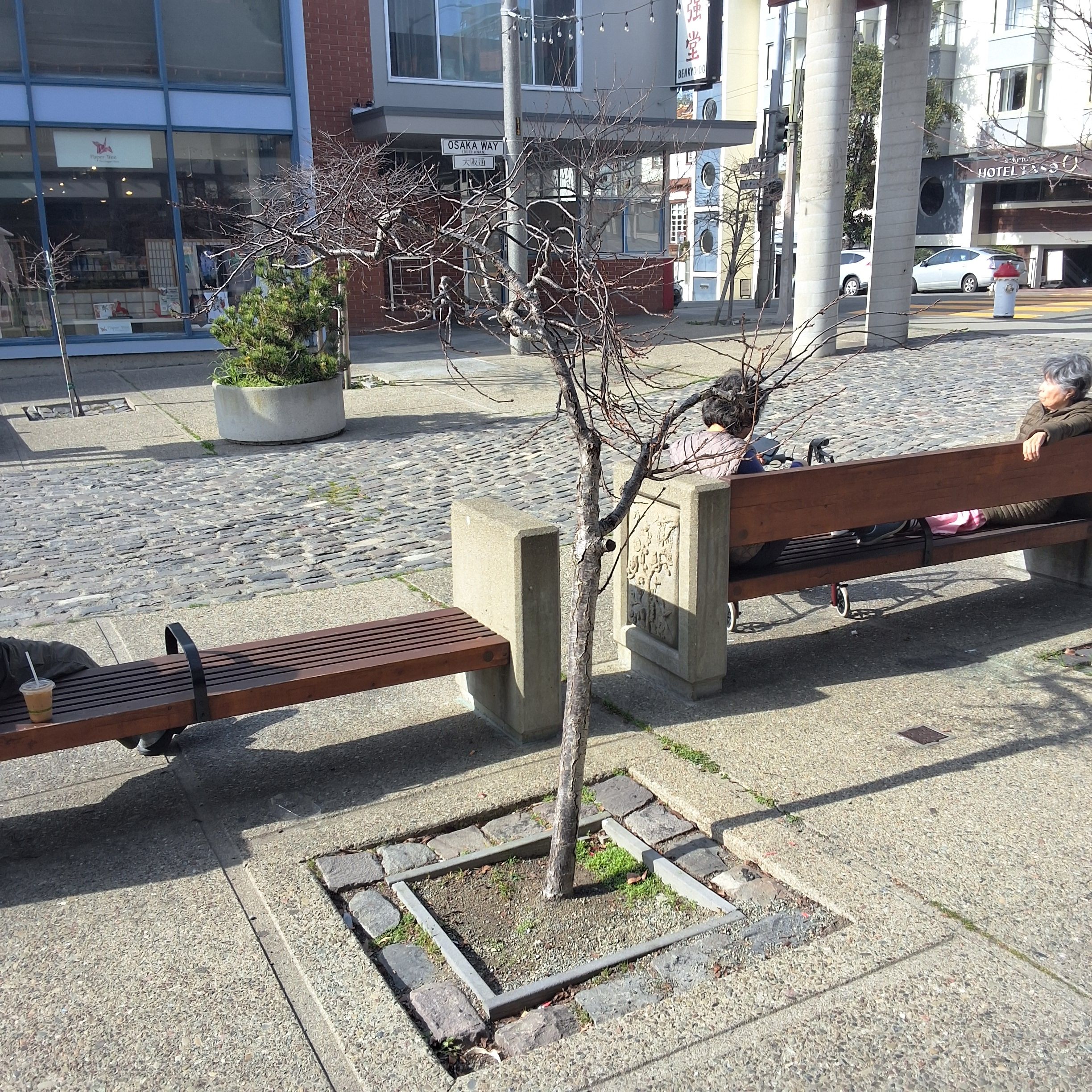 1756 Buchanan Street tree