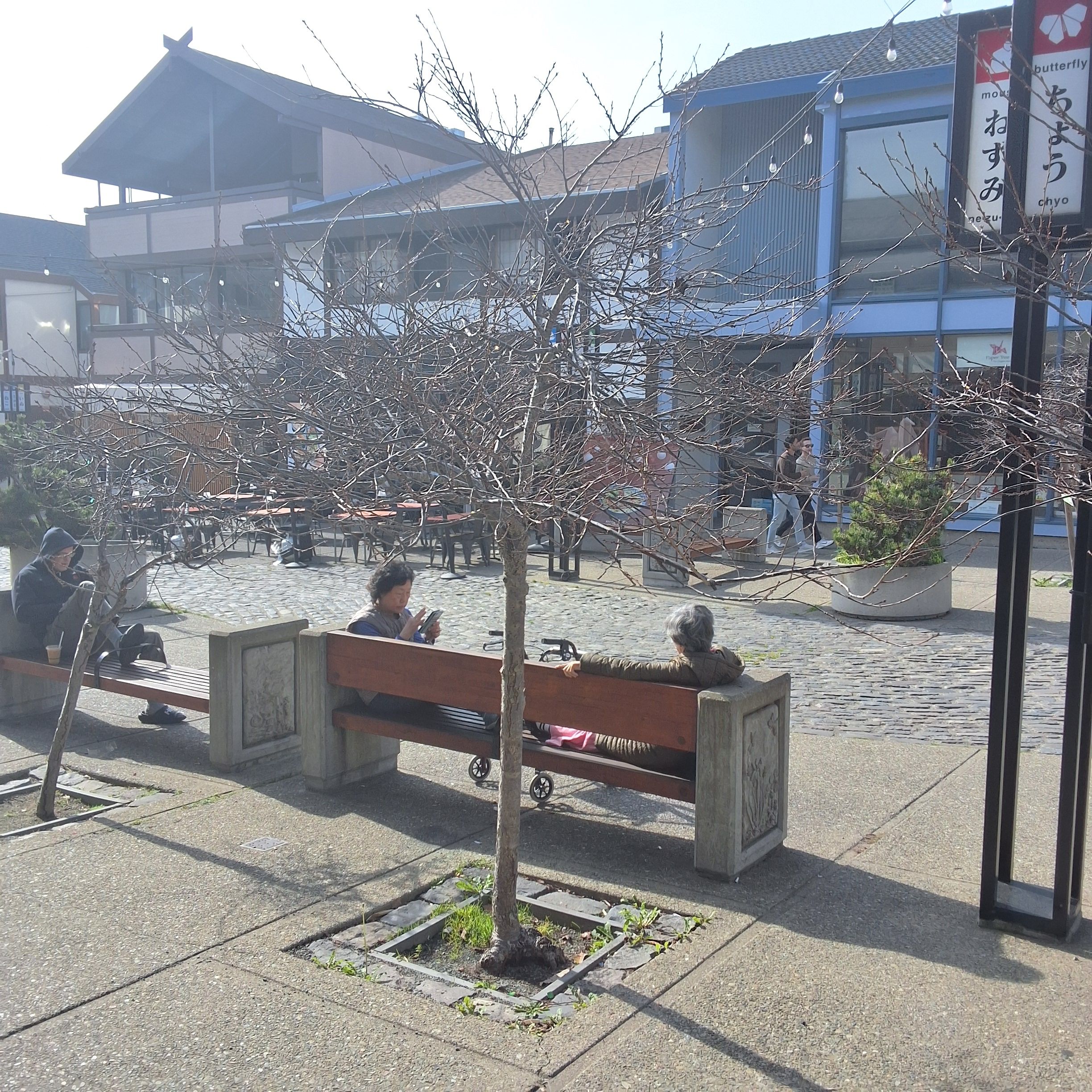 1756 Buchanan Street tree