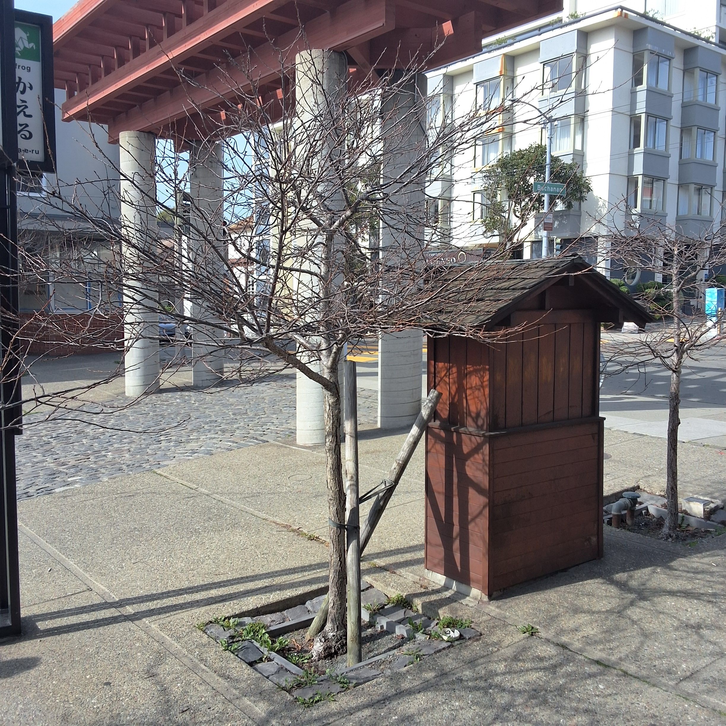 1756 Buchanan Street tree