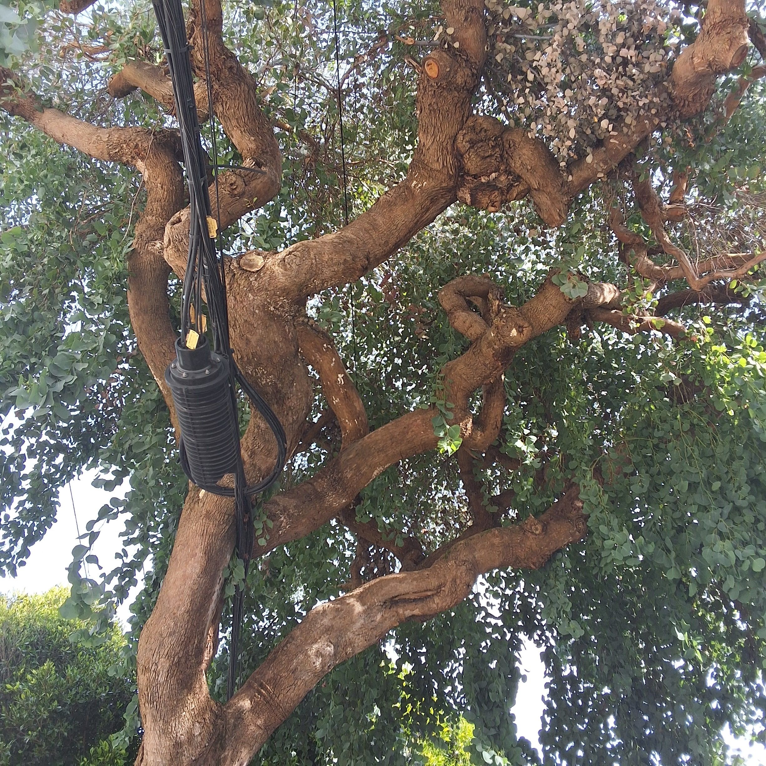 3096 Washington St. tree