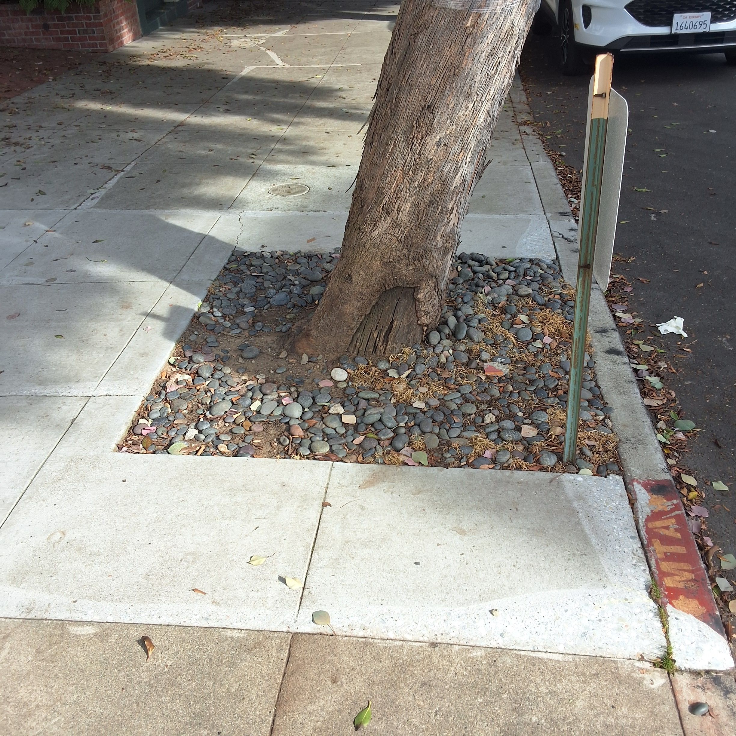 3096 Washington St. tree