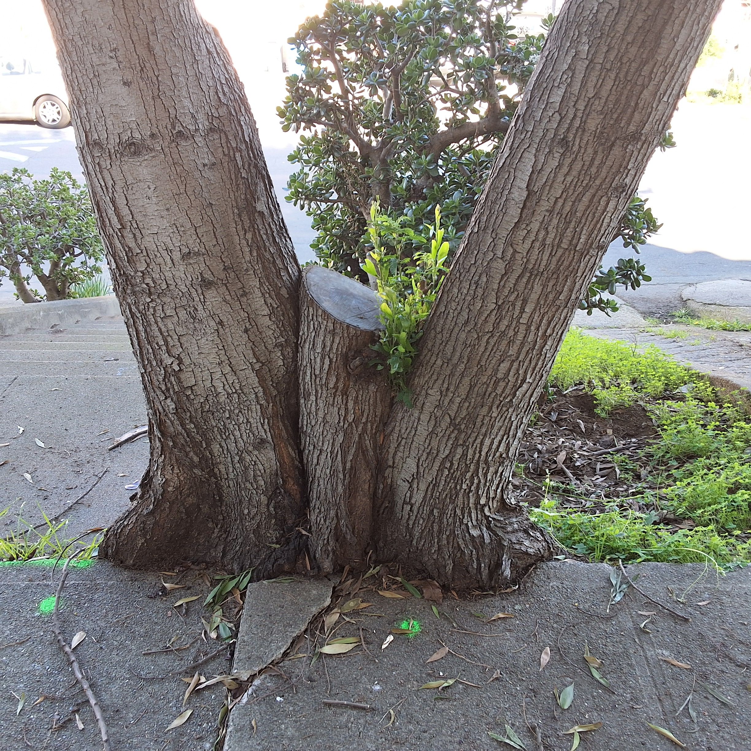 919 Ingerson Ave. tree