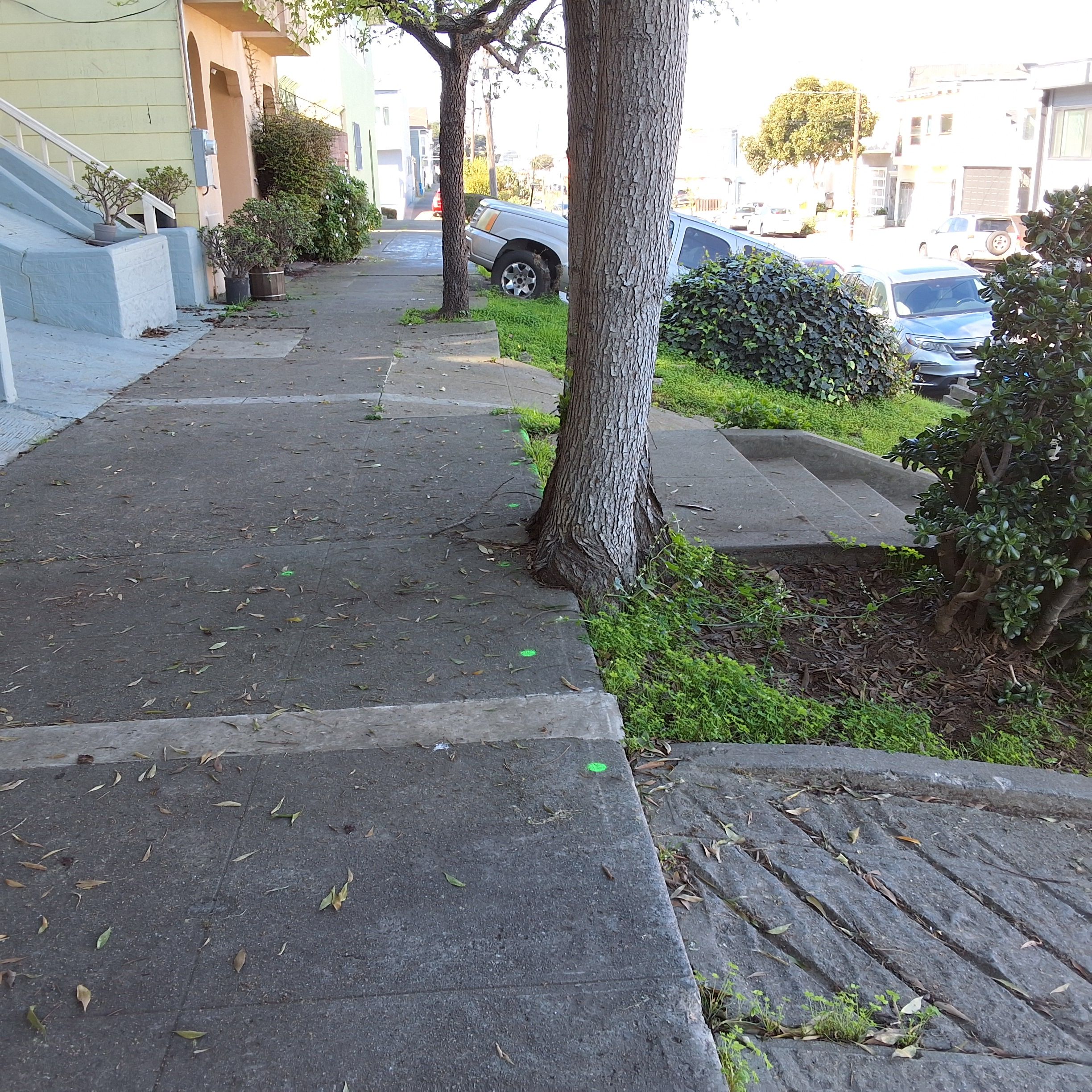 919 Ingerson Ave. tree