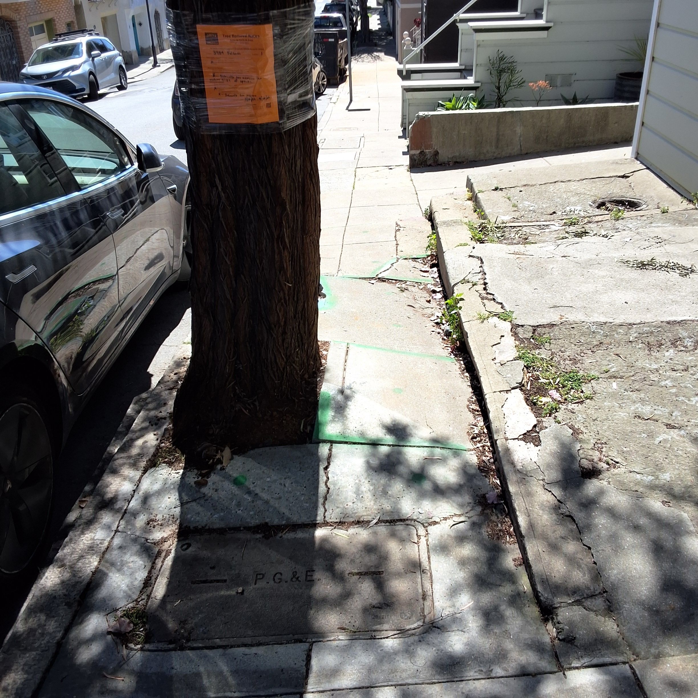 3734 Folsom Street tree