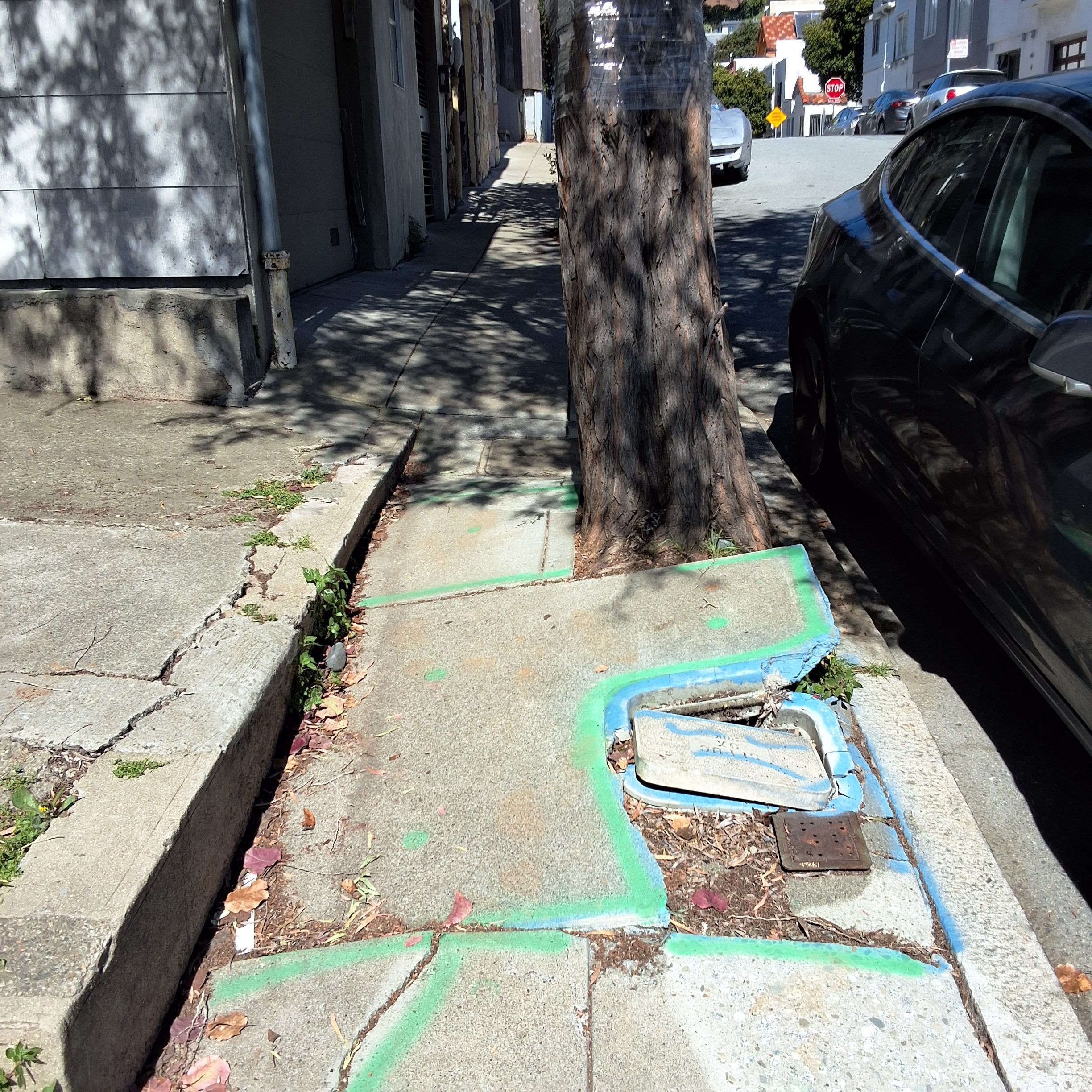 3734 Folsom Street tree