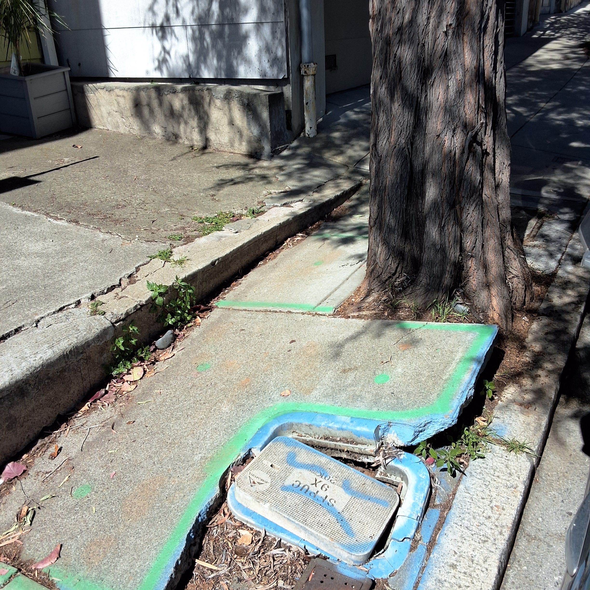 3734 Folsom Street tree