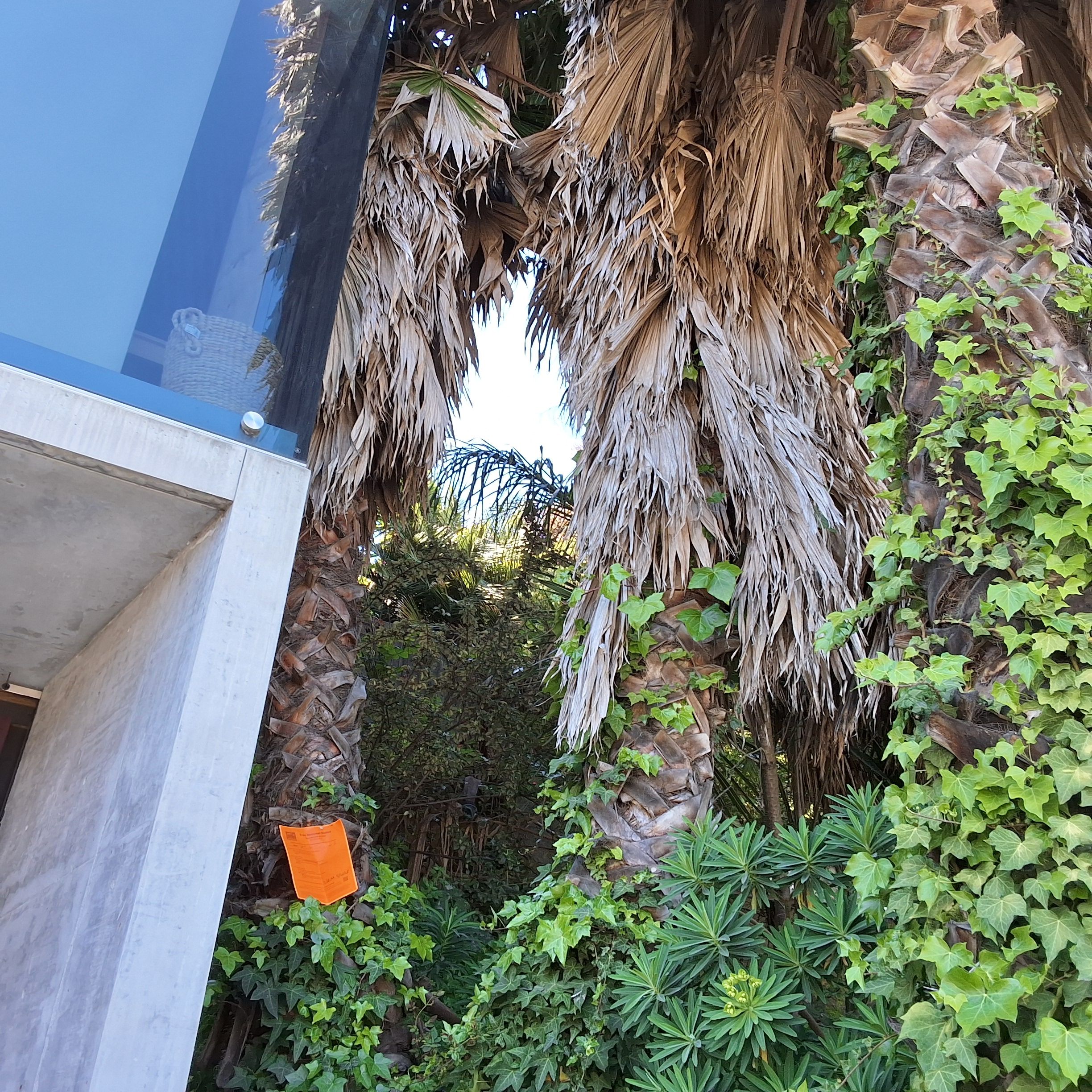 4001 20th Street tree