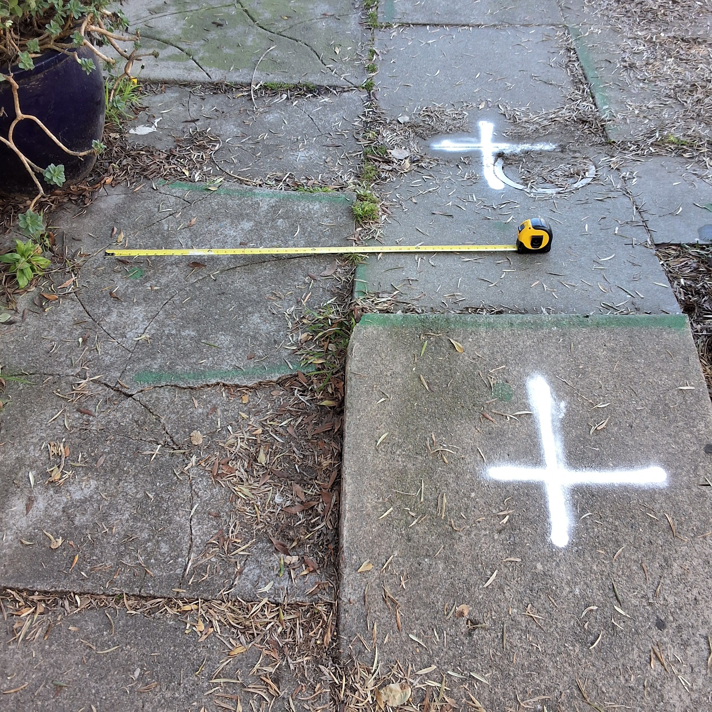 532 Peralta Avenue tree