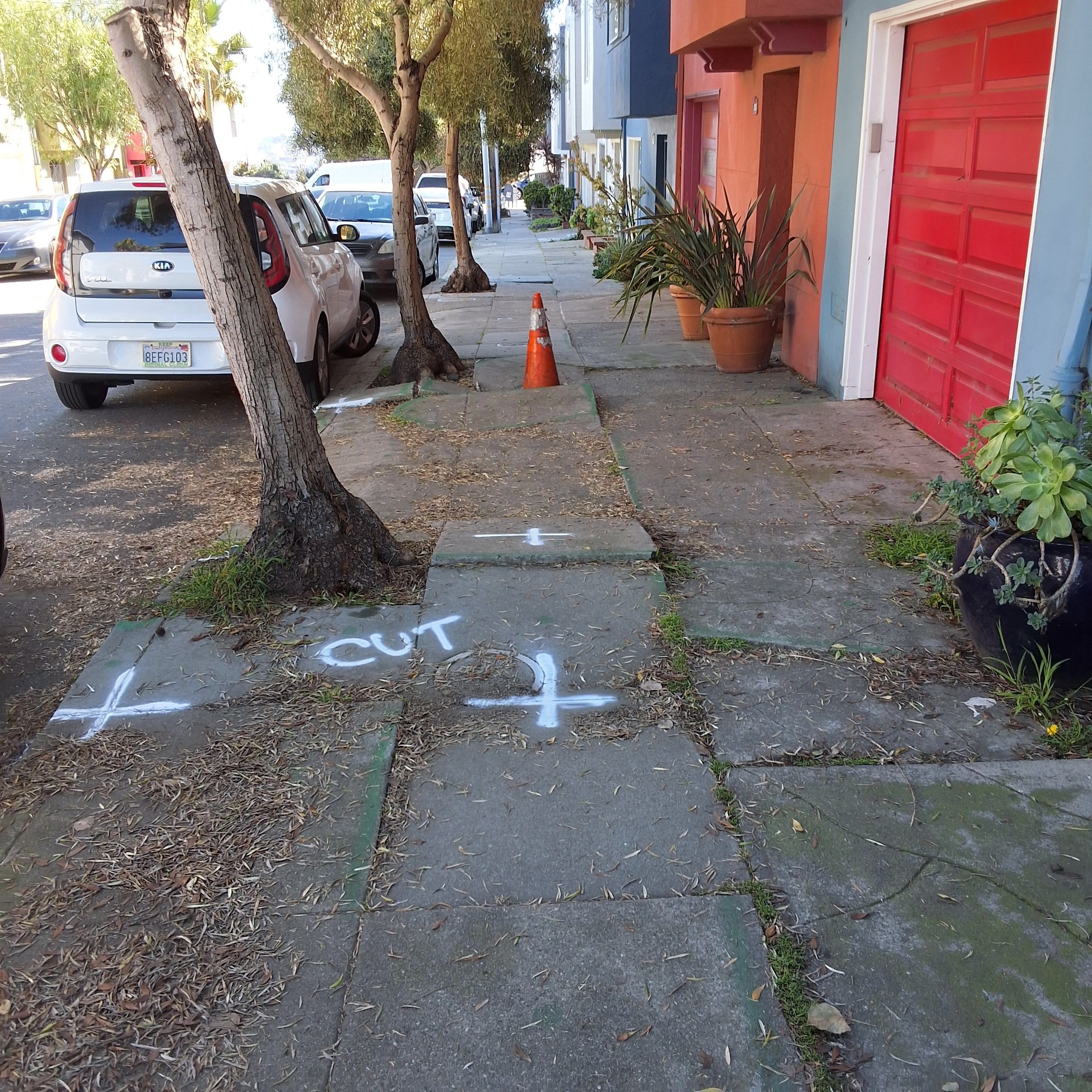 532 Peralta Avenue tree