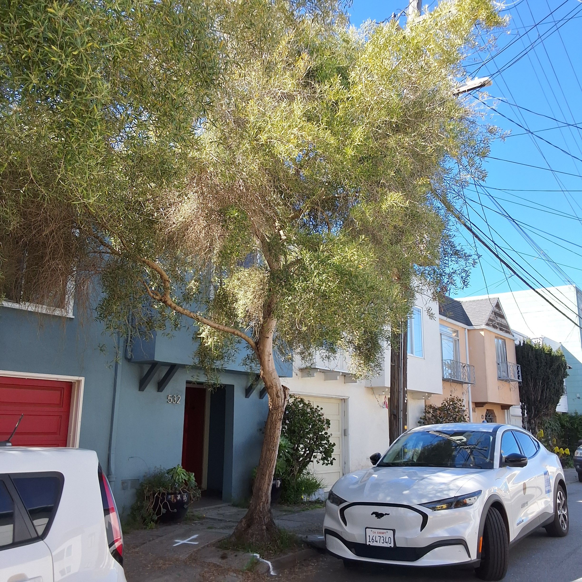 532 Peralta Avenue tree