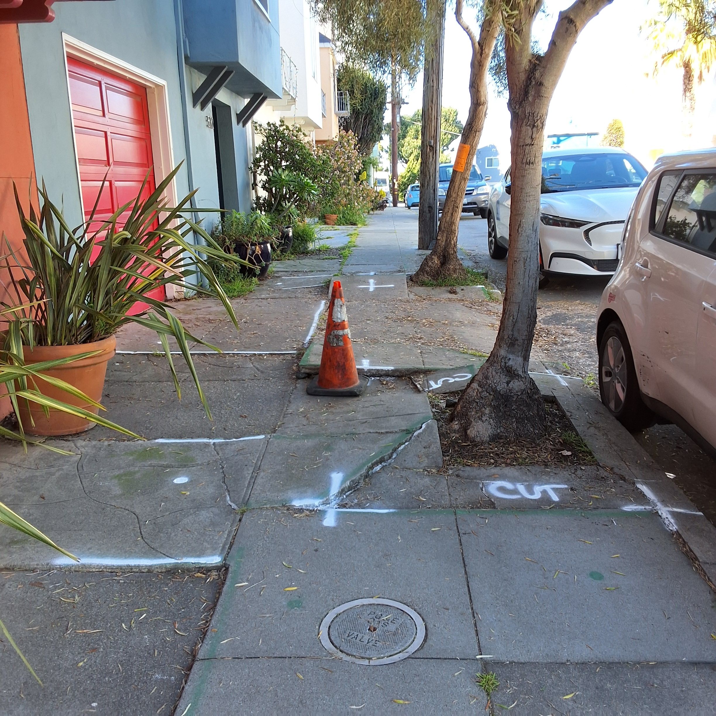 538 Peralta Ave tree