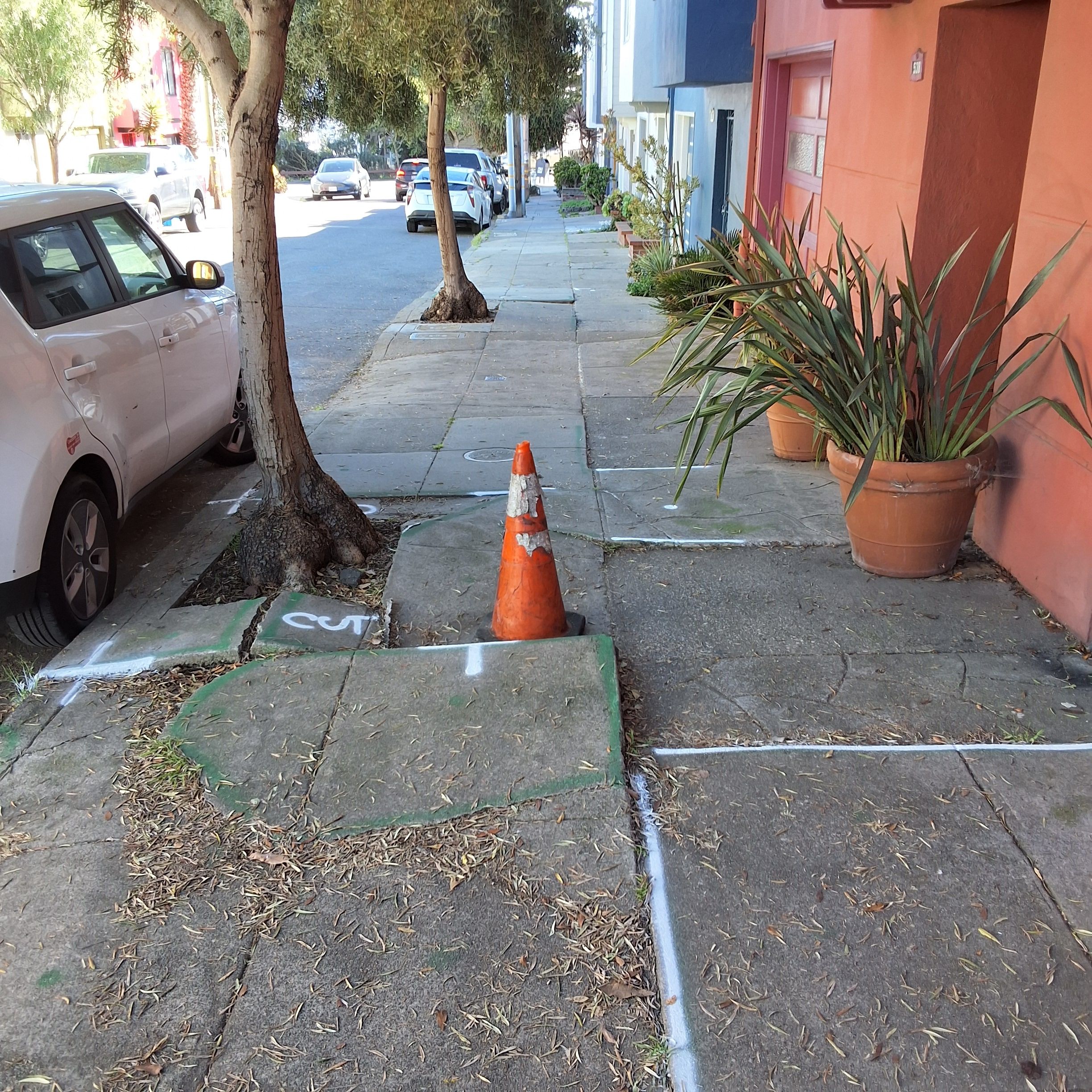 538 Peralta Ave tree