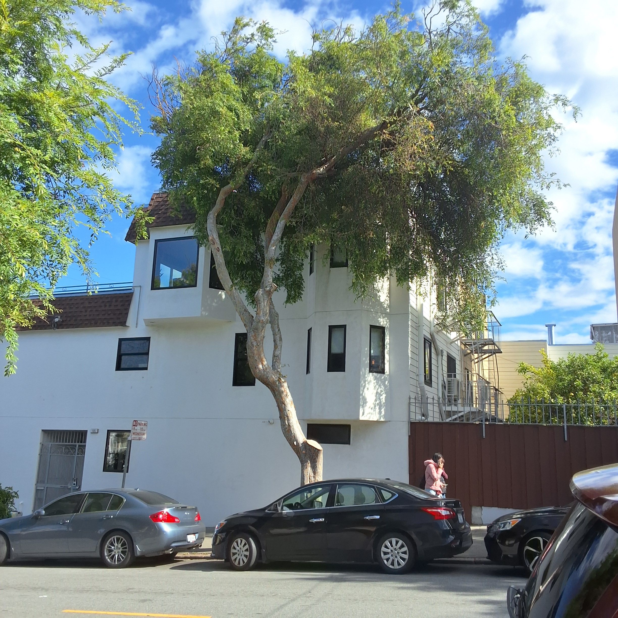 101 Persia Avenue tree