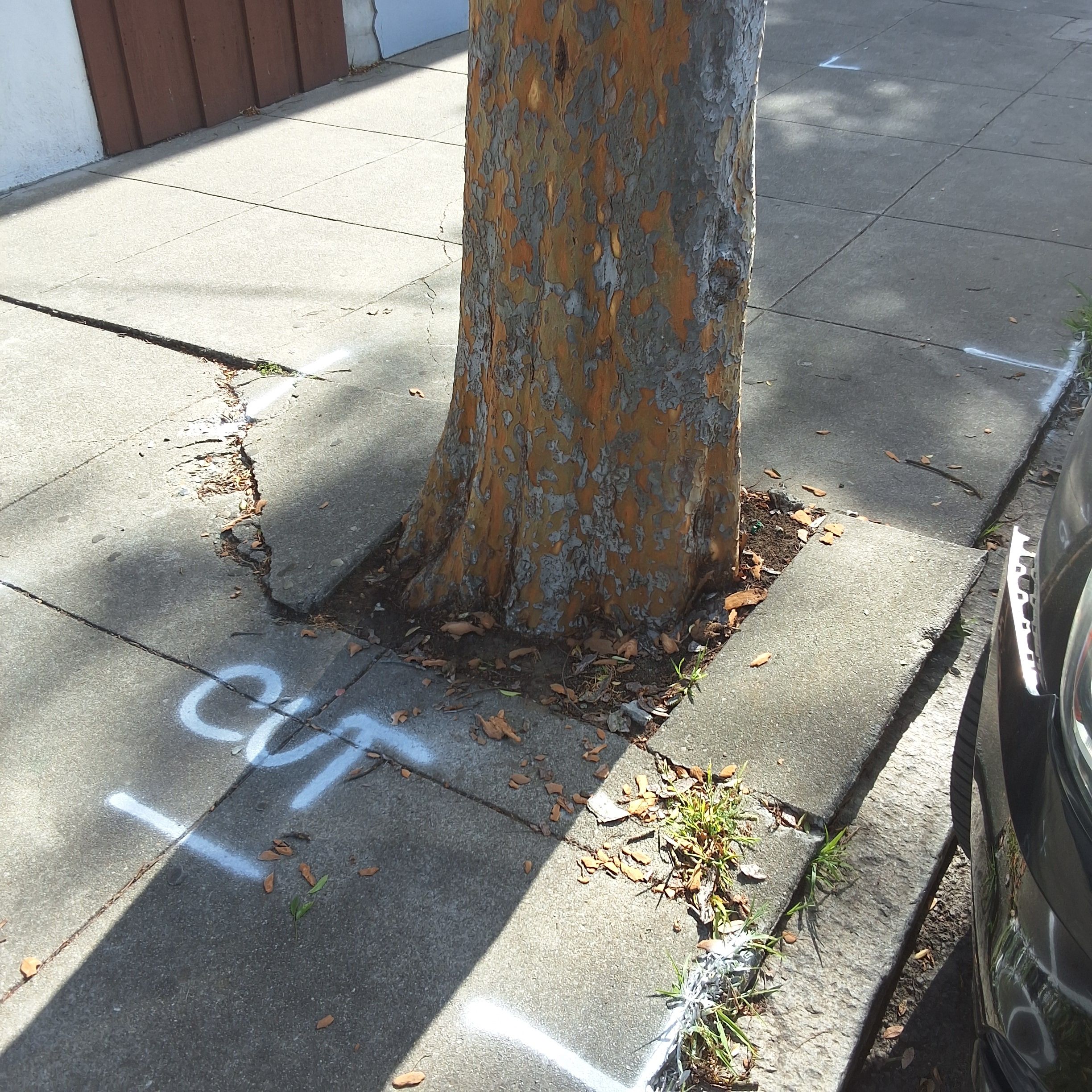 101 Persia Avenue tree