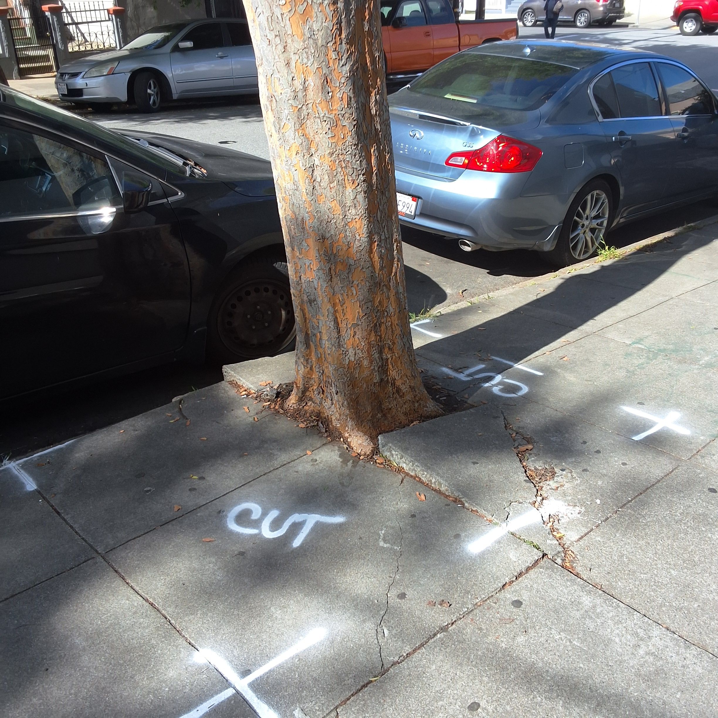 101 Persia Avenue tree