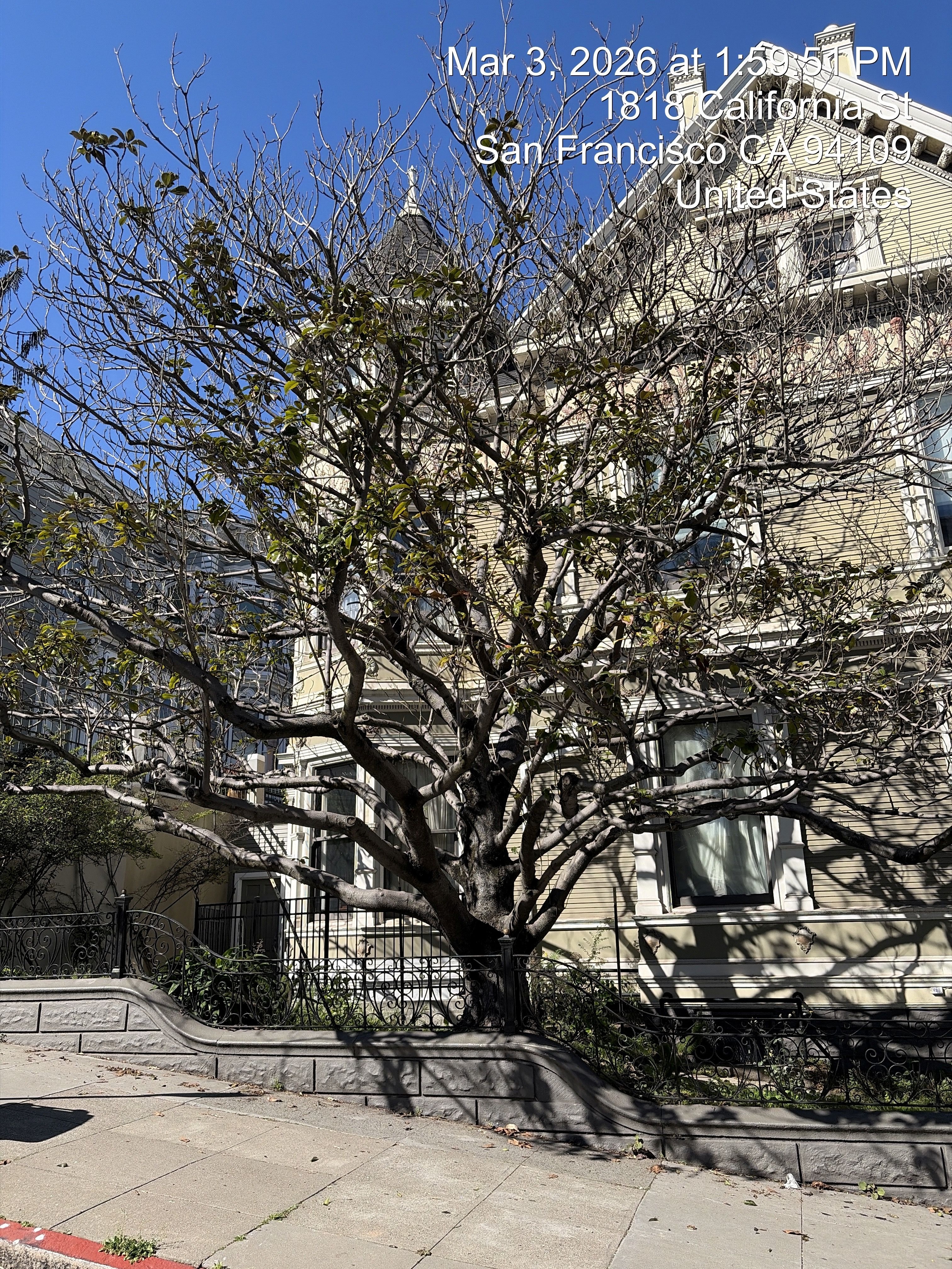 1800 California Street tree