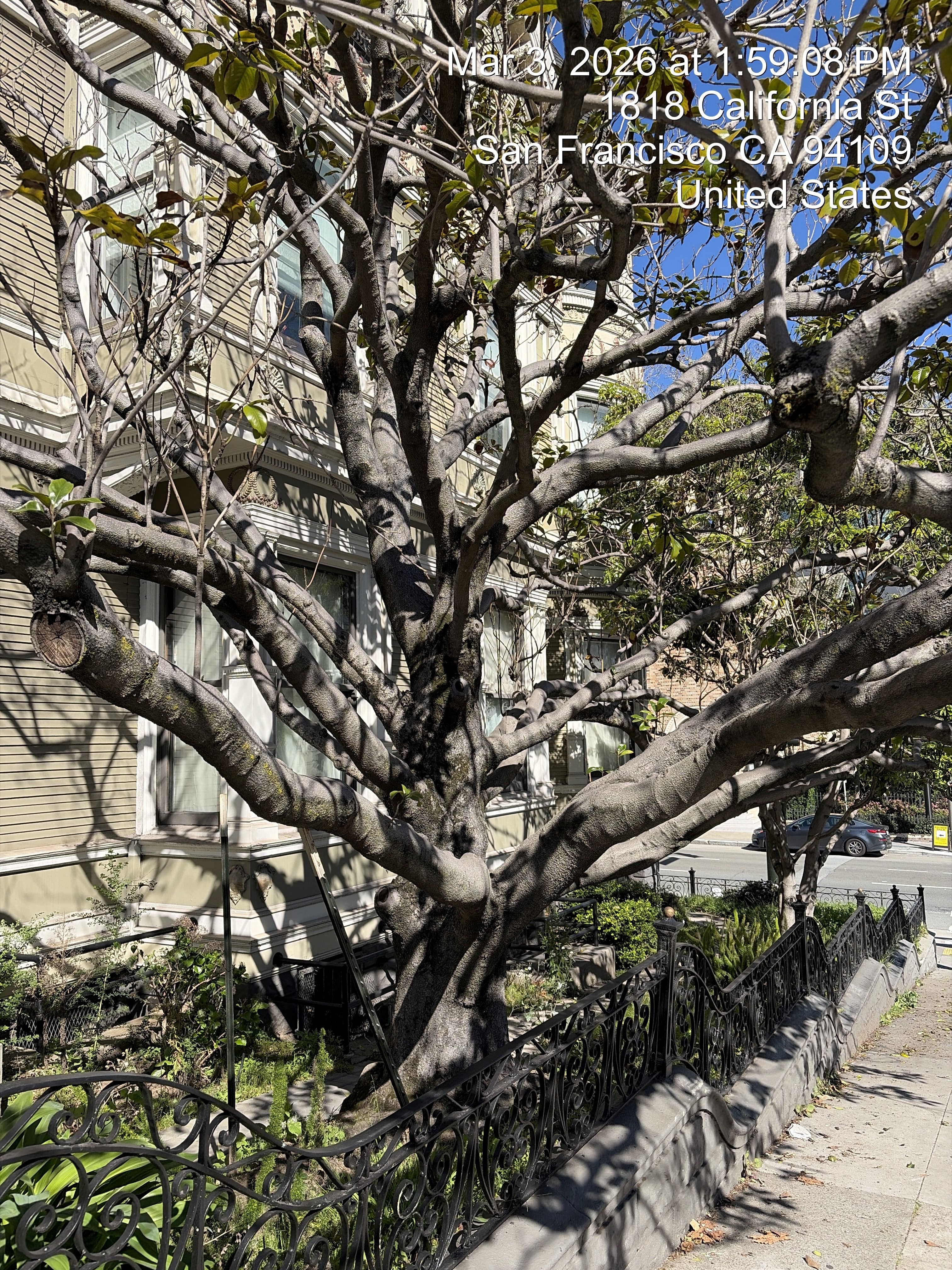 1800 California Street tree