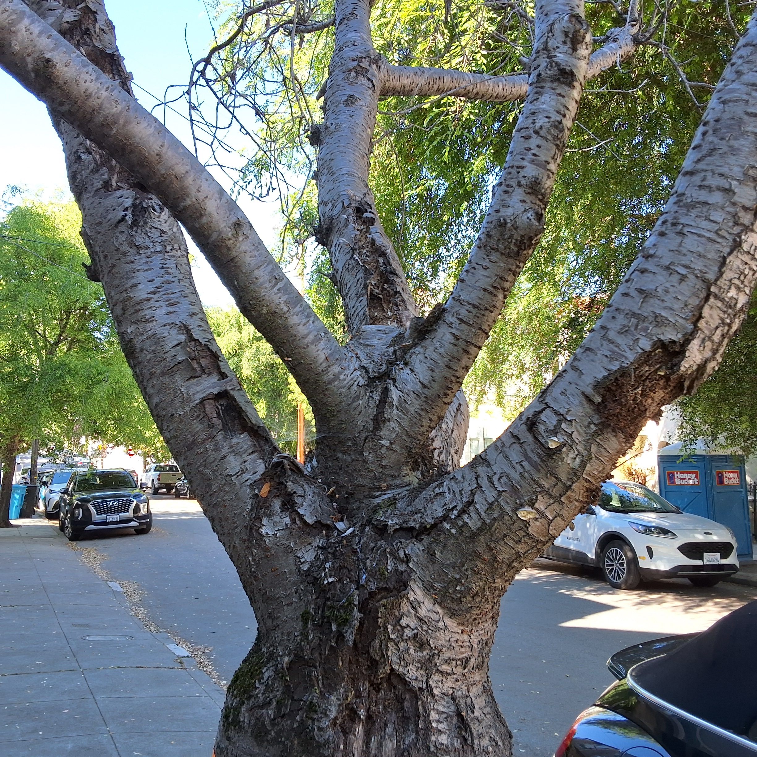 250 Fair Oaks Street tree