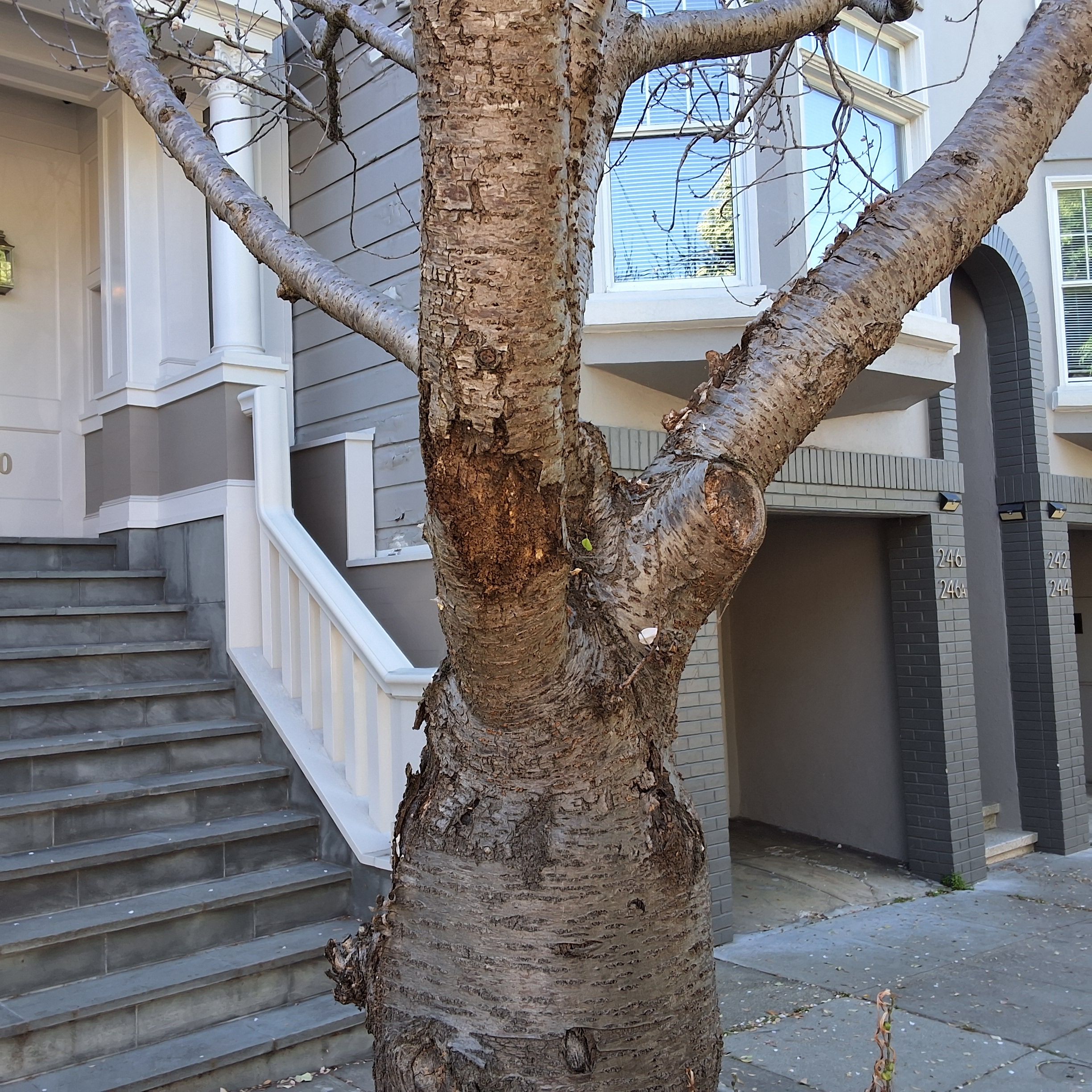 250 Fair Oaks Street tree